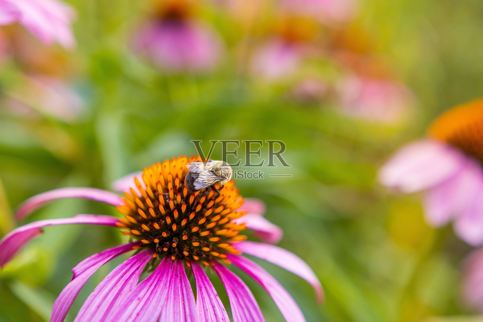 一只蜜蜂在花园里为紫锥花授粉的特写镜头照片摄影图片