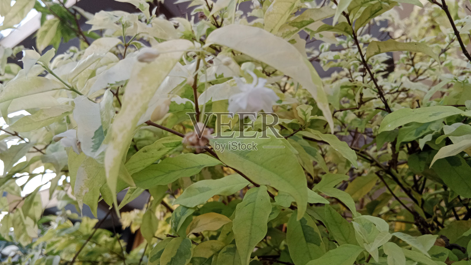 带小叶的三角梅花:植物装饰品照片摄影图片