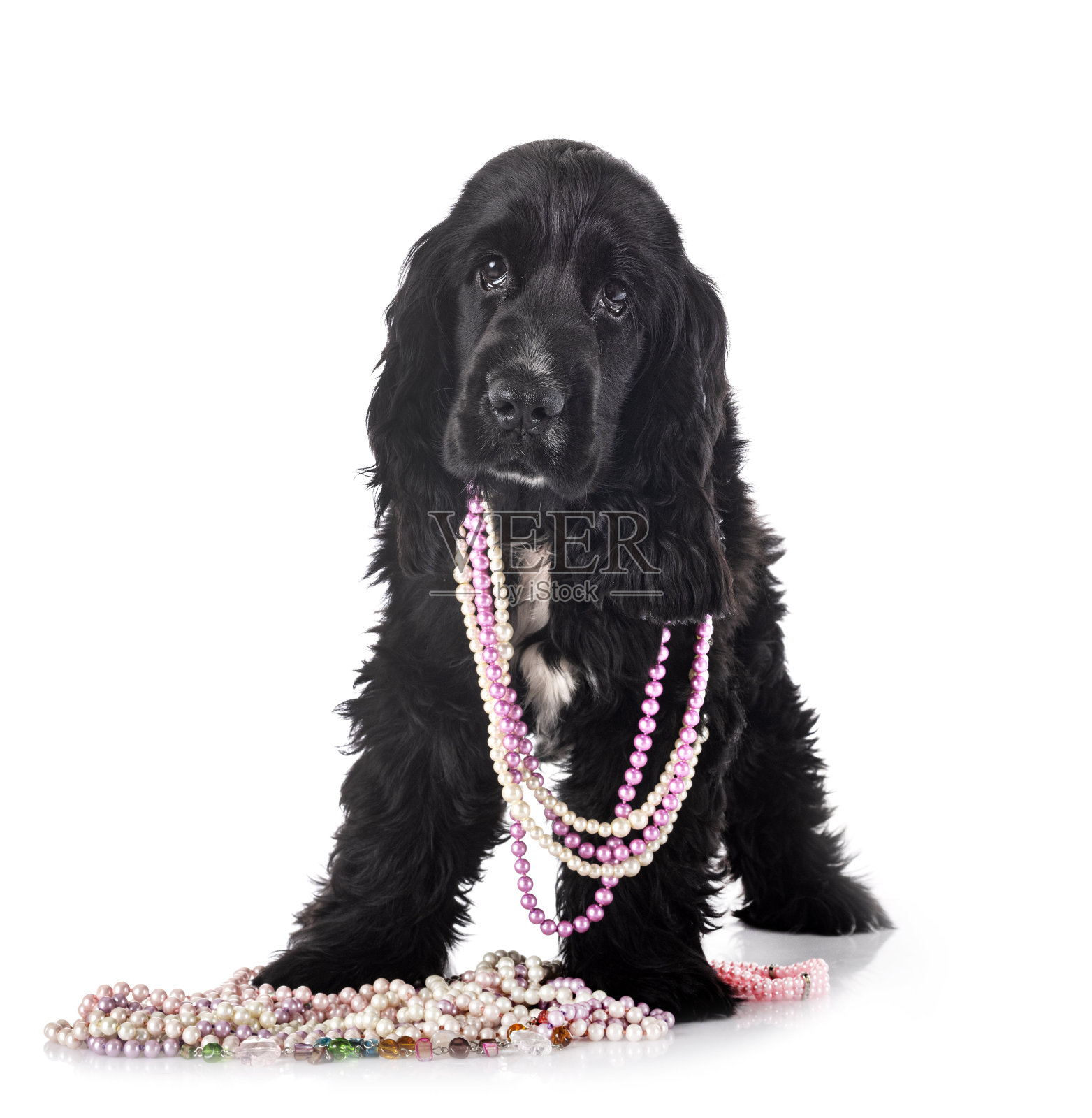 英国可卡犬照片摄影图片