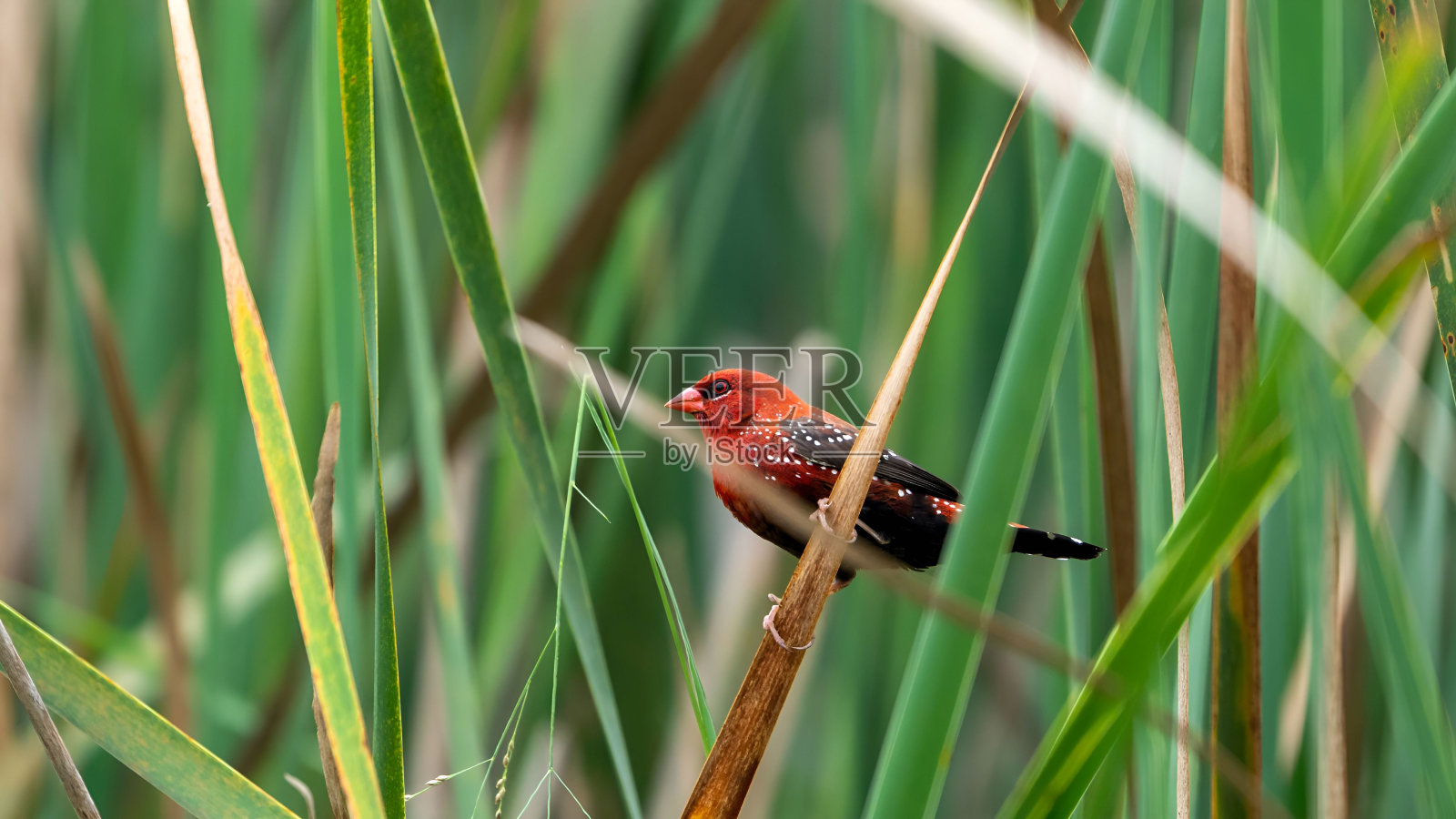 红色的阿瓦达瓦(Amandava Amandava)栖息在树枝上照片摄影图片