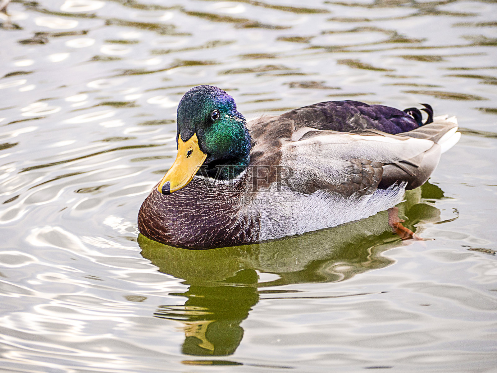 一只野鸭的特写。水禽。照片摄影图片