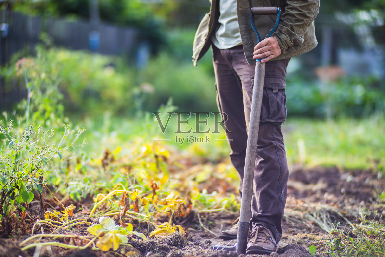 农夫拿着铁锹站在花园里。为种植蔬菜准备土壤。园艺的概念。种植园上的农业工作照片摄影图片