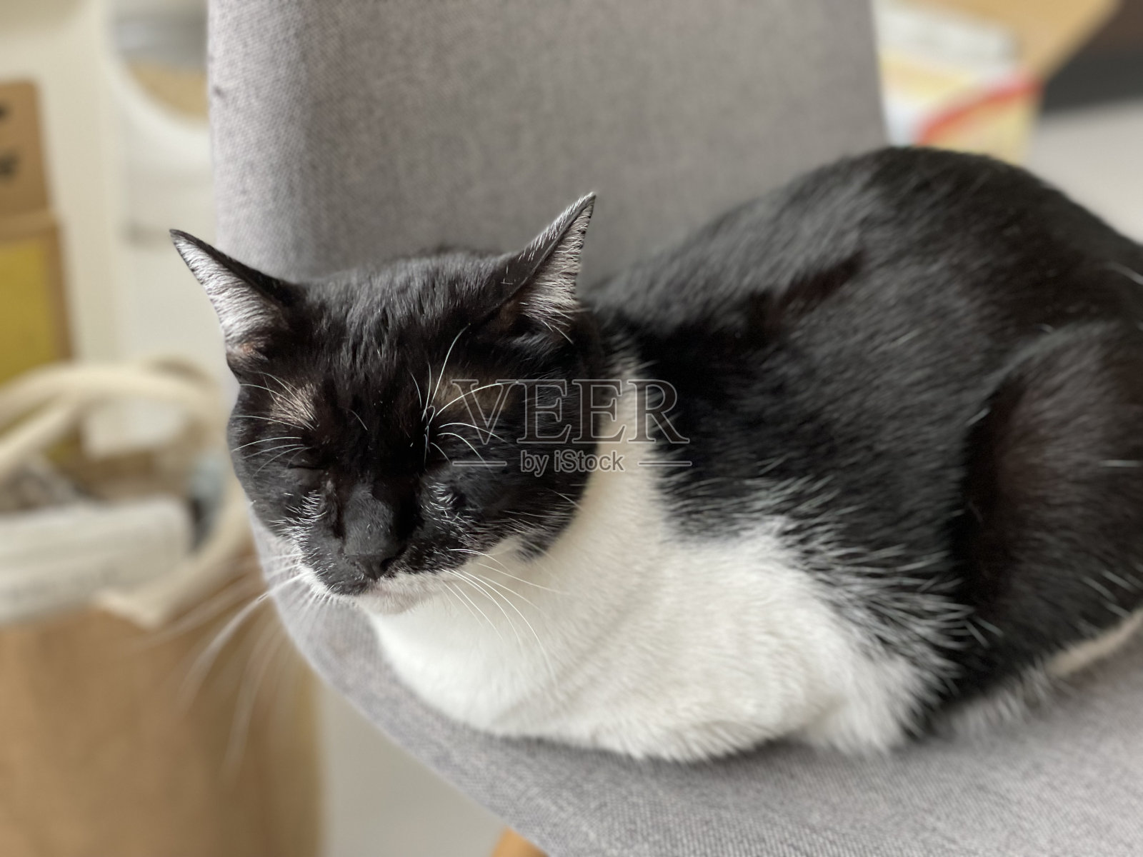 猫黑白相间照片摄影图片