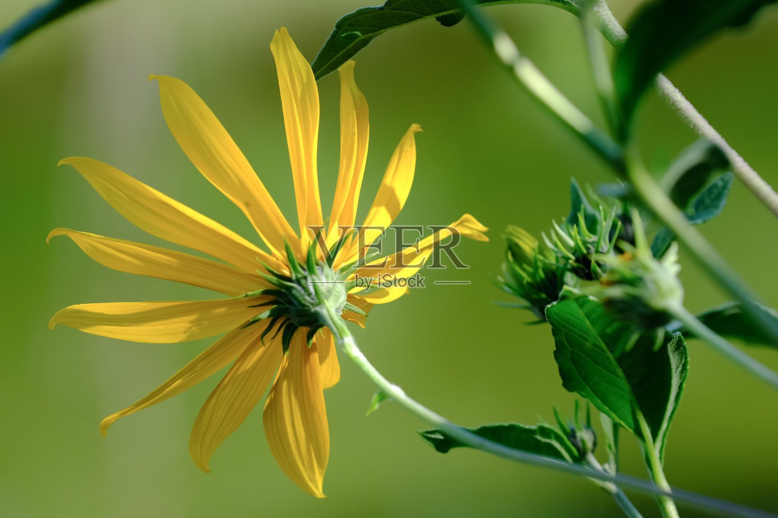 花的微距摄影:花的细节拍摄与背景模糊照片摄影图片