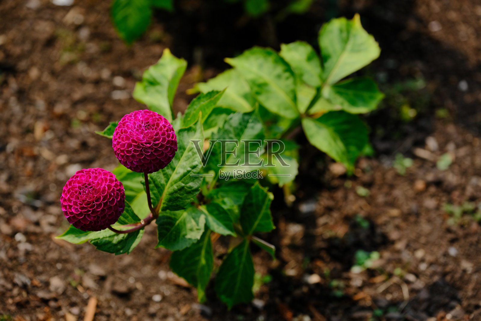 两朵花园大丽花照片摄影图片