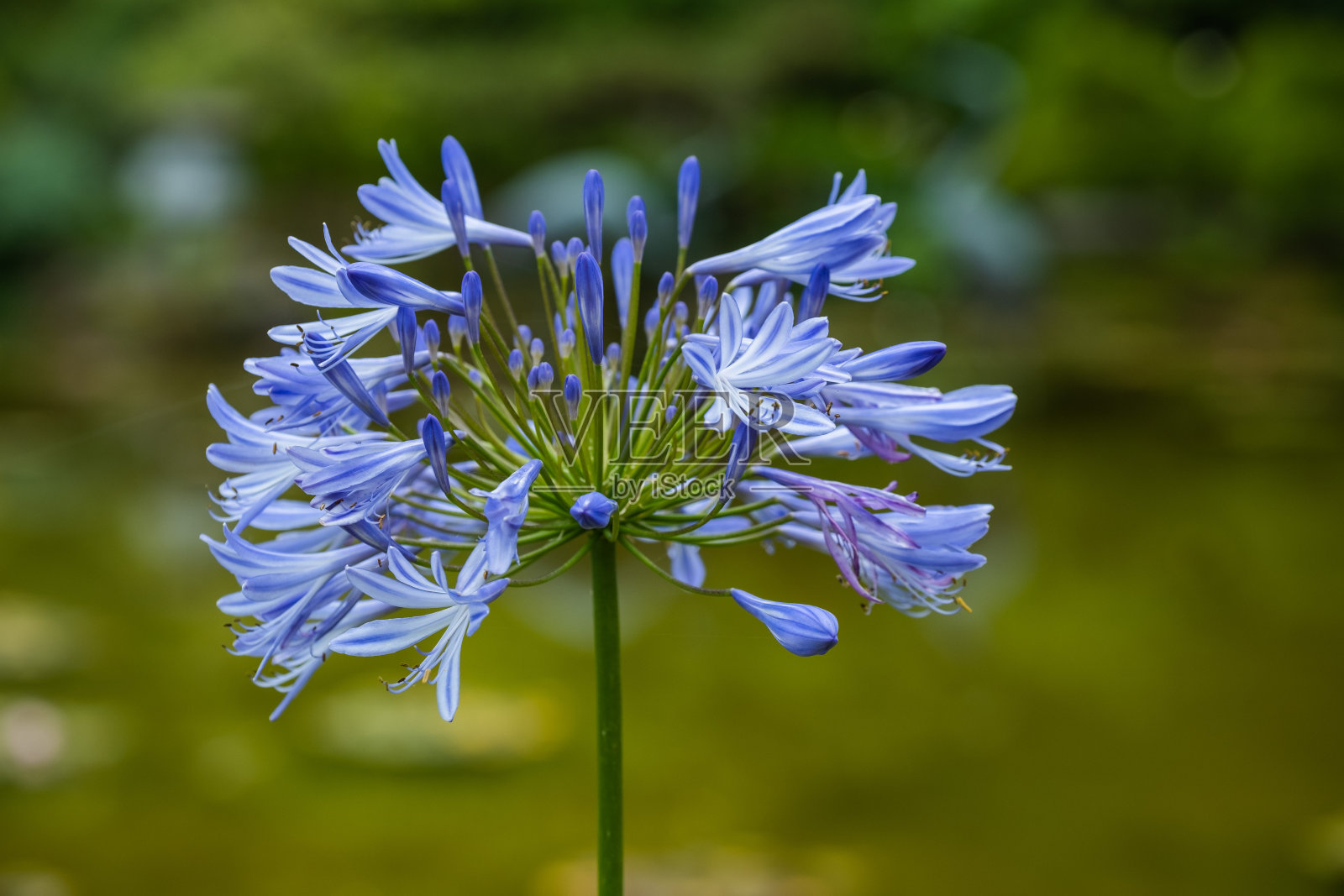 蓝色的爱情花盛开照片摄影图片