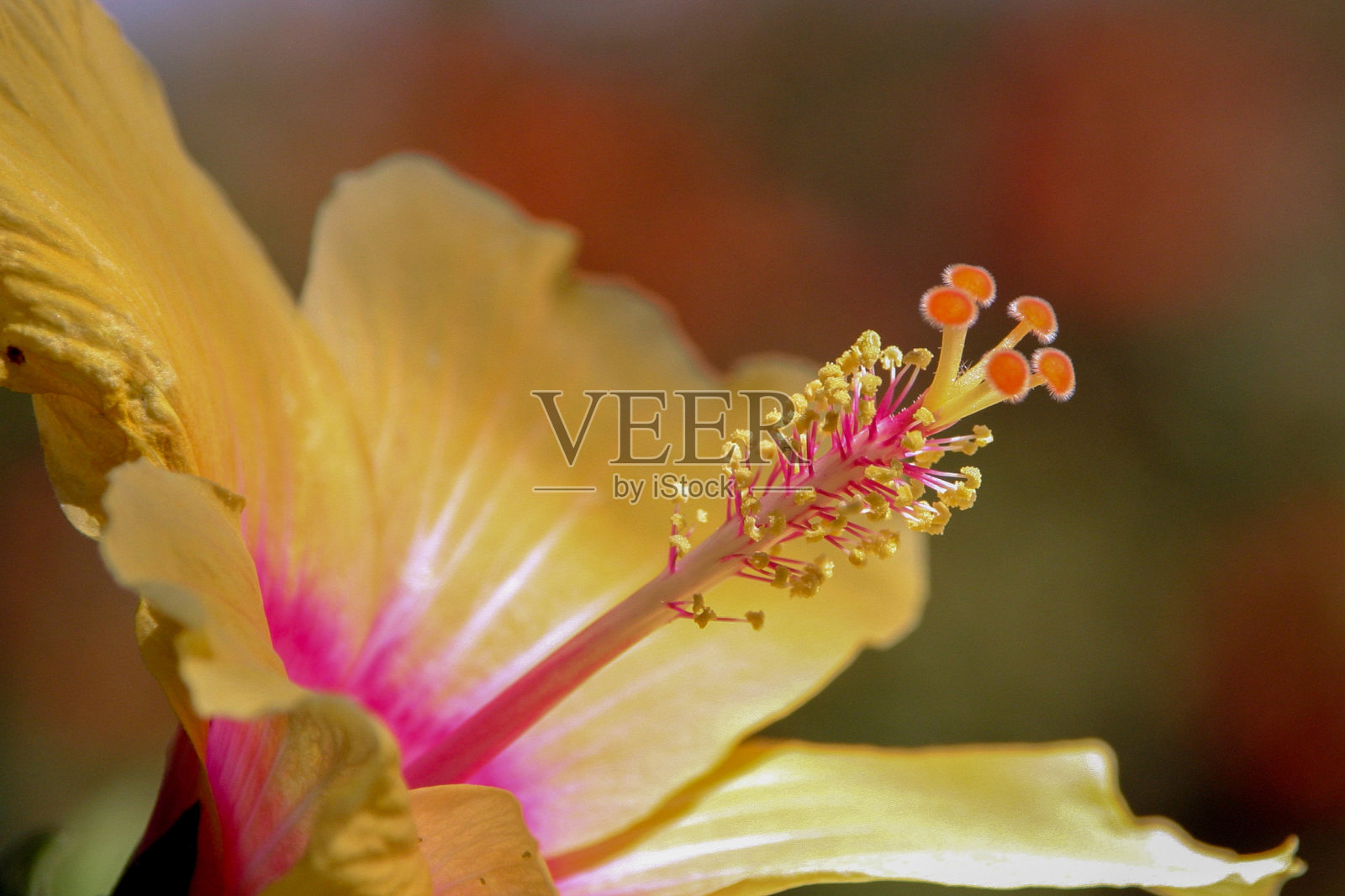 花的微距摄影:花的细节拍摄与背景模糊照片摄影图片