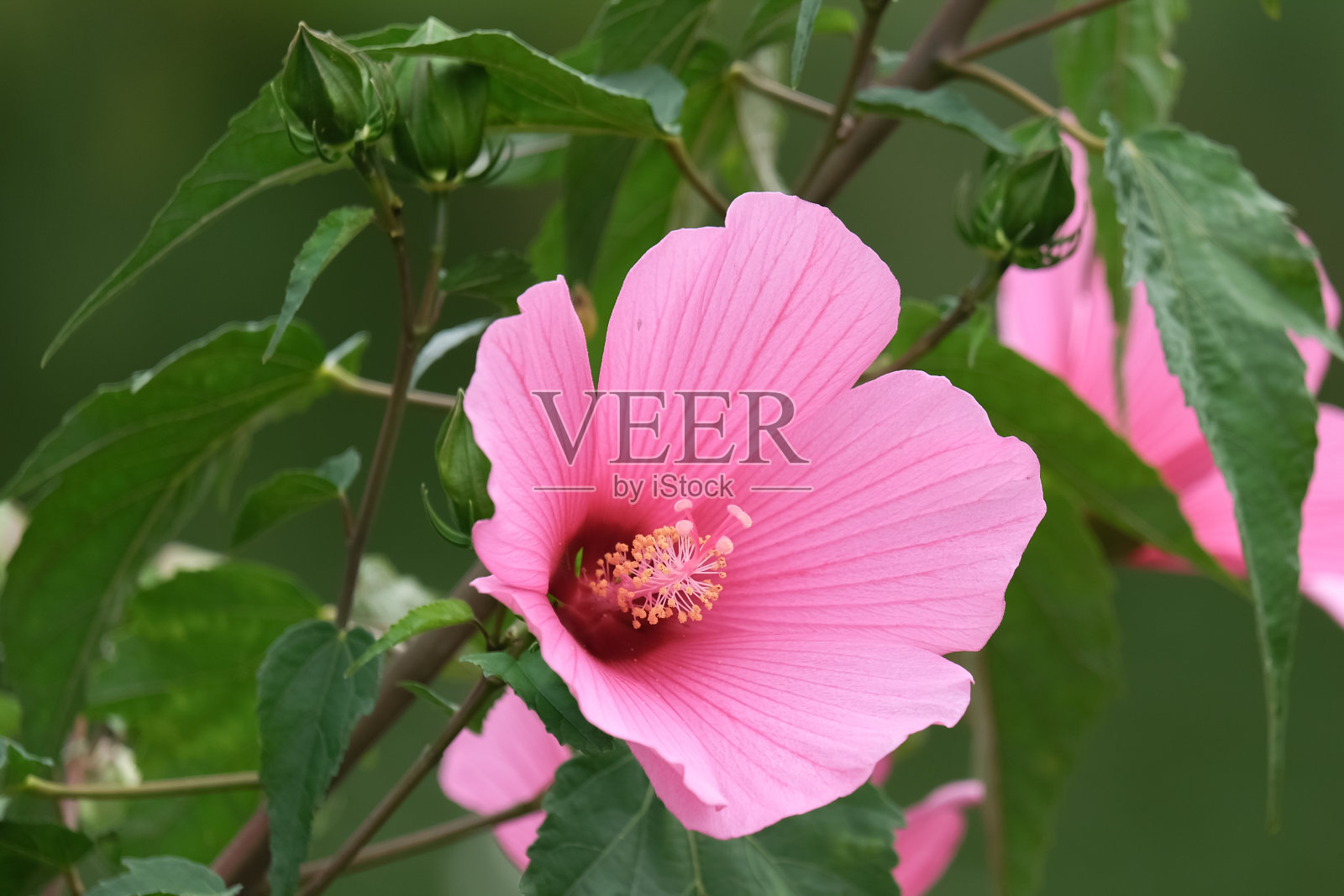 花的微距摄影:花的细节拍摄与背景模糊照片摄影图片