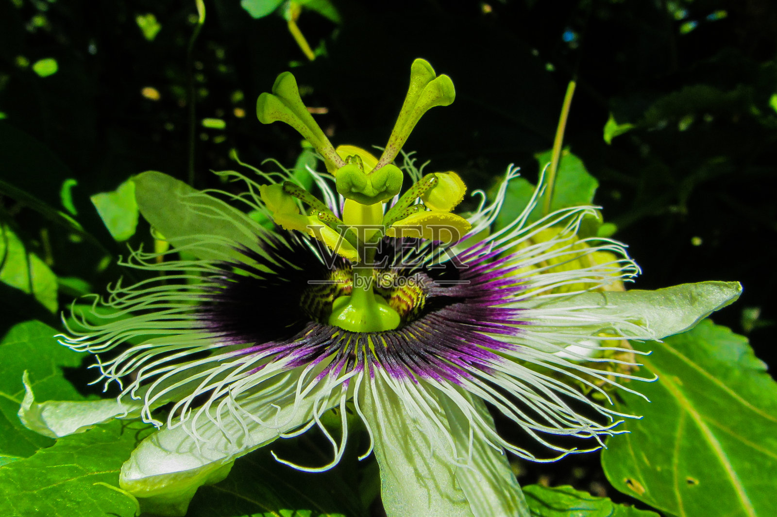 花的微距摄影:花的细节拍摄与背景模糊照片摄影图片