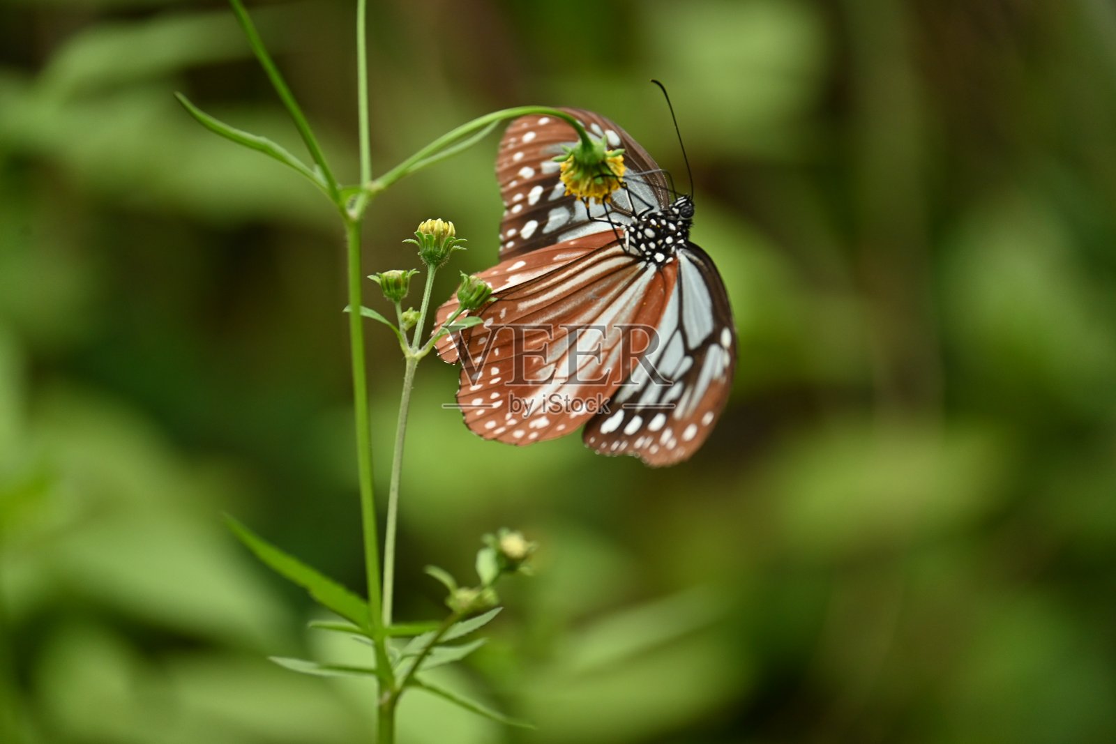 栗色虎蝶雌性(Parantica sita)。照片摄影图片