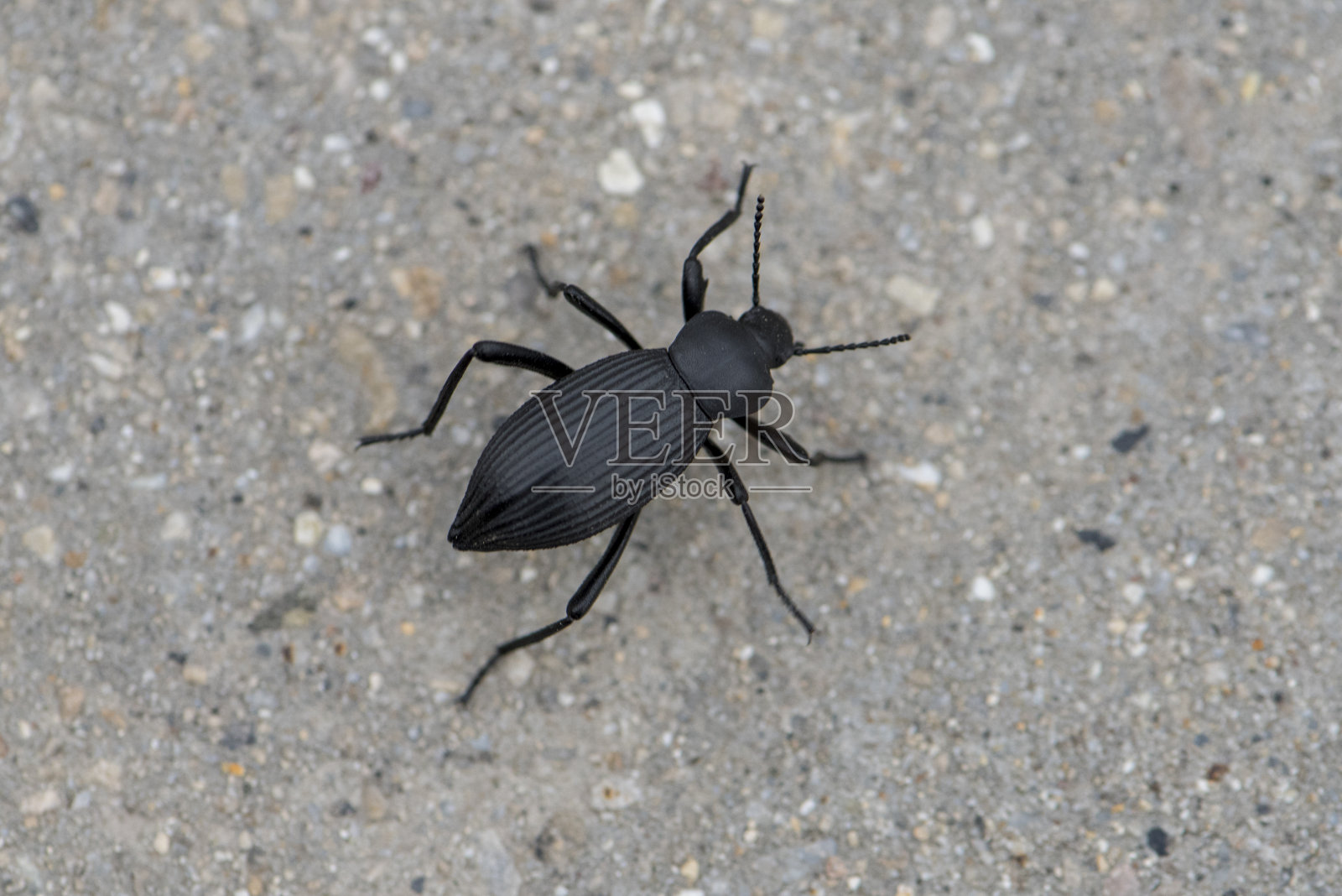 一只巨大的黑色甲壳虫从上面爬过人行道的微距照片照片摄影图片