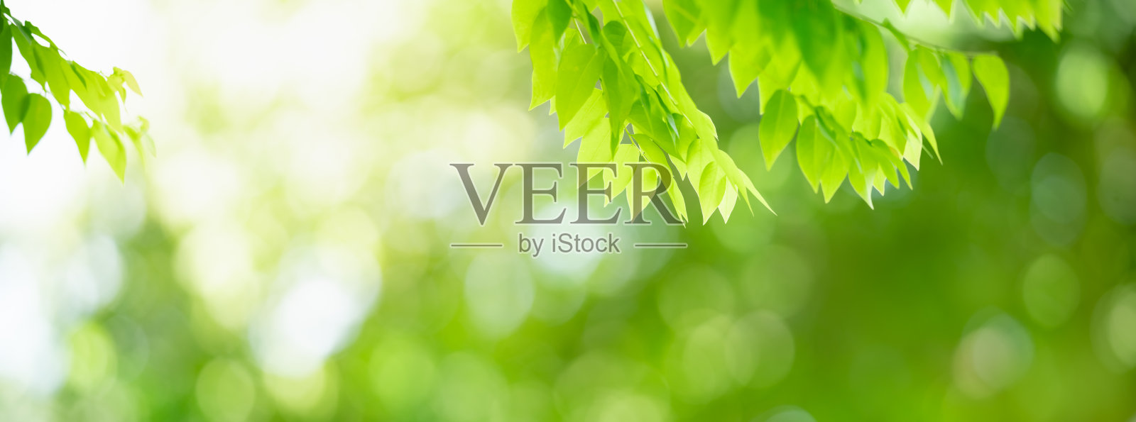 特写美丽的自然景观绿叶上模糊的绿化背景在花园与复制空间使用作为背景封面页的概念。照片摄影图片