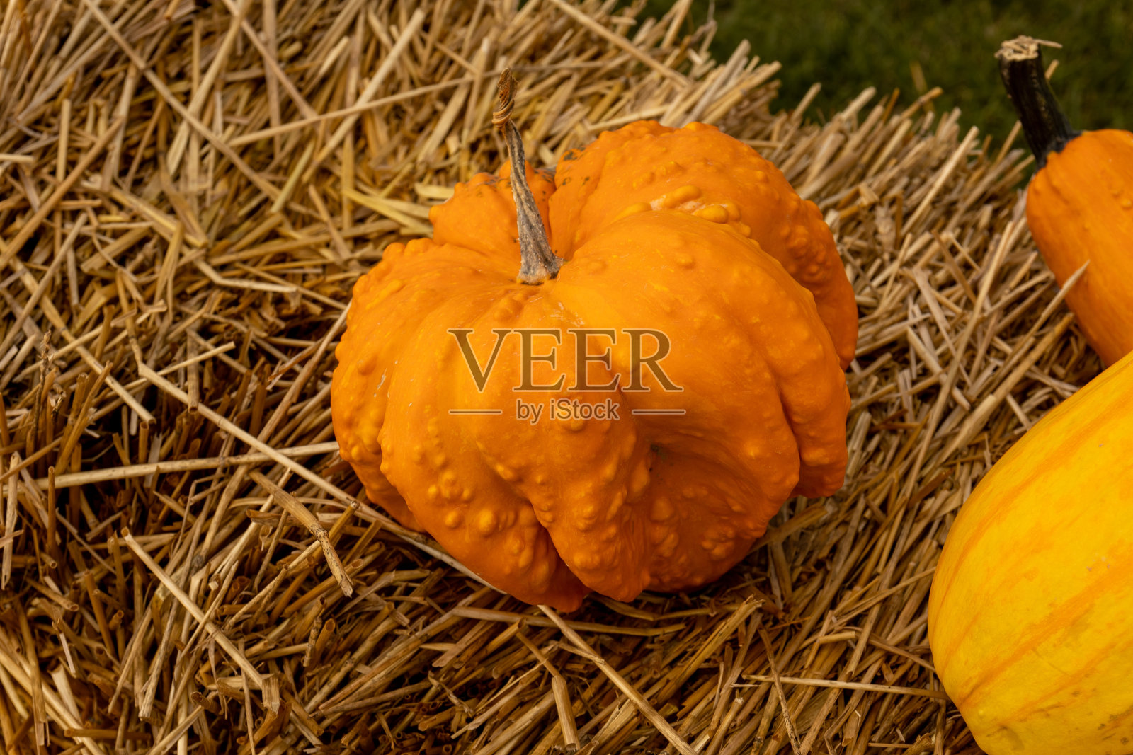 干草上的南瓜。万圣节概念背景照片摄影图片