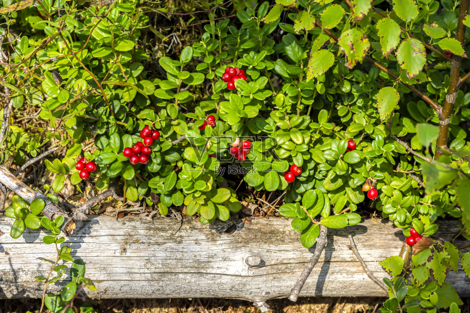 秋天森林里成熟的蔓越莓果实照片摄影图片