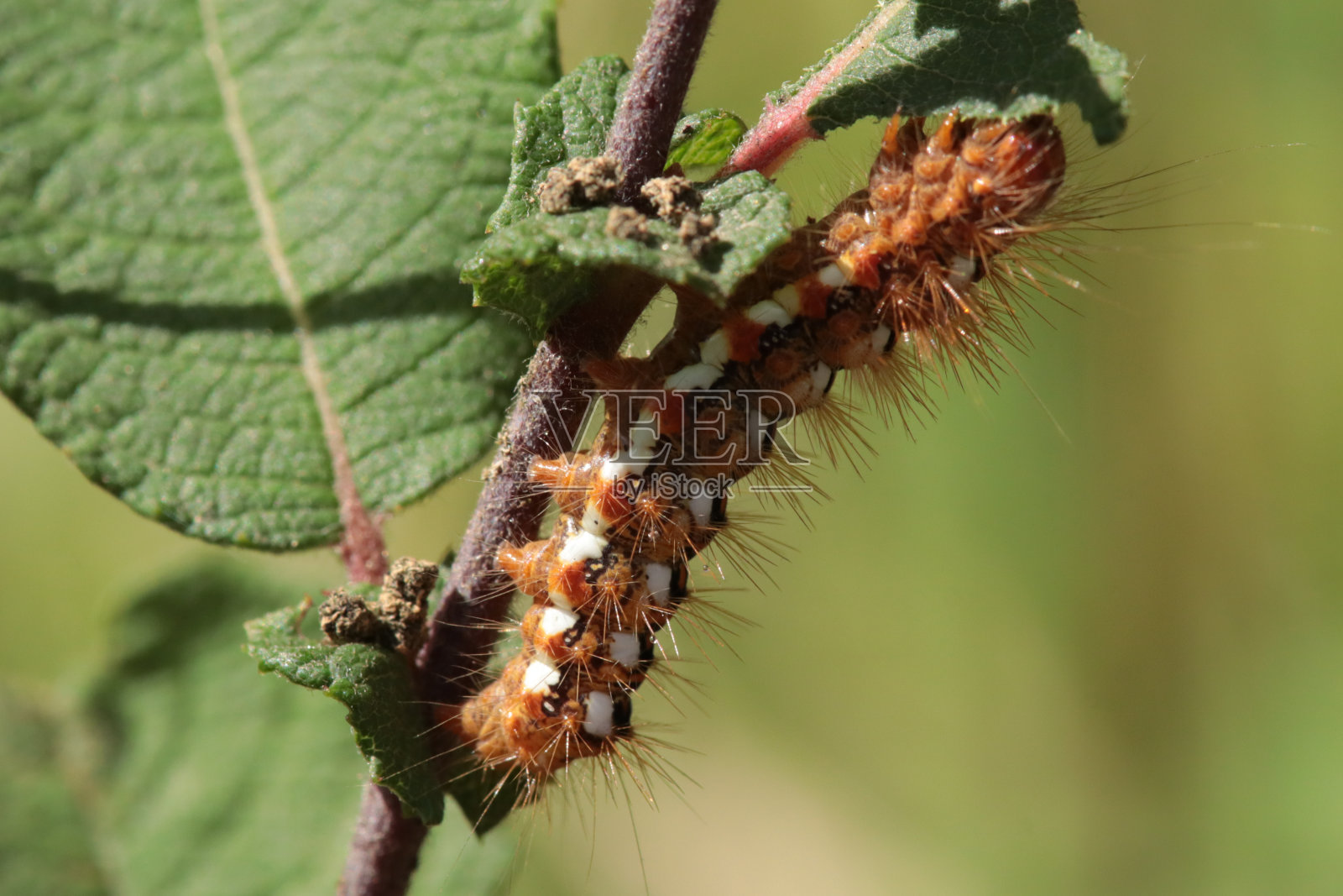 忍耐蛾-黑灰(Acronicta rumicis) -幼虫期照片摄影图片
