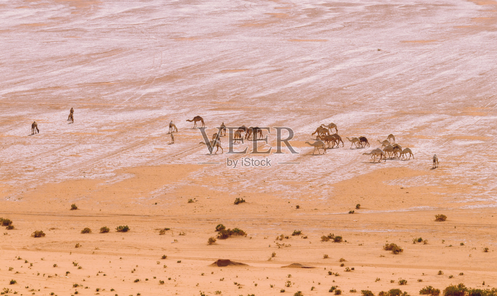 沙漠中的骆驼照片摄影图片