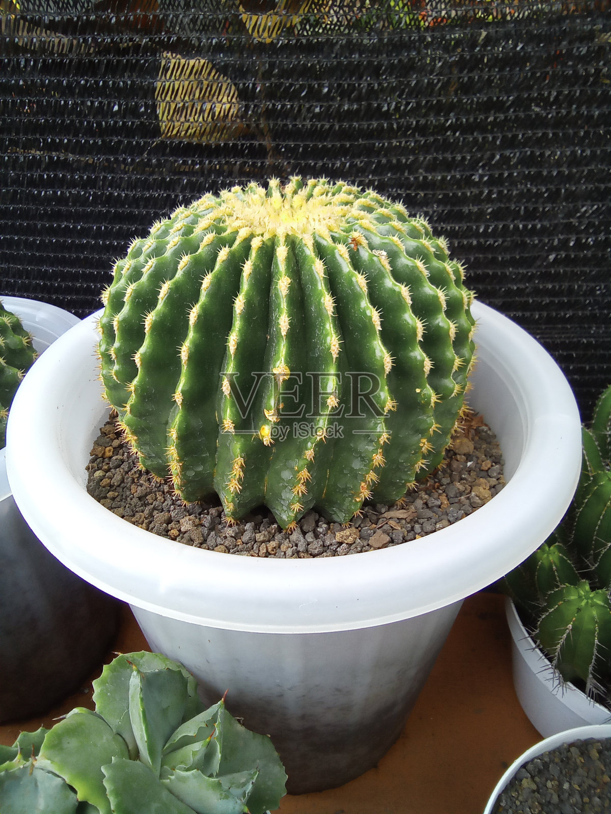 类型的secculent照片摄影图片