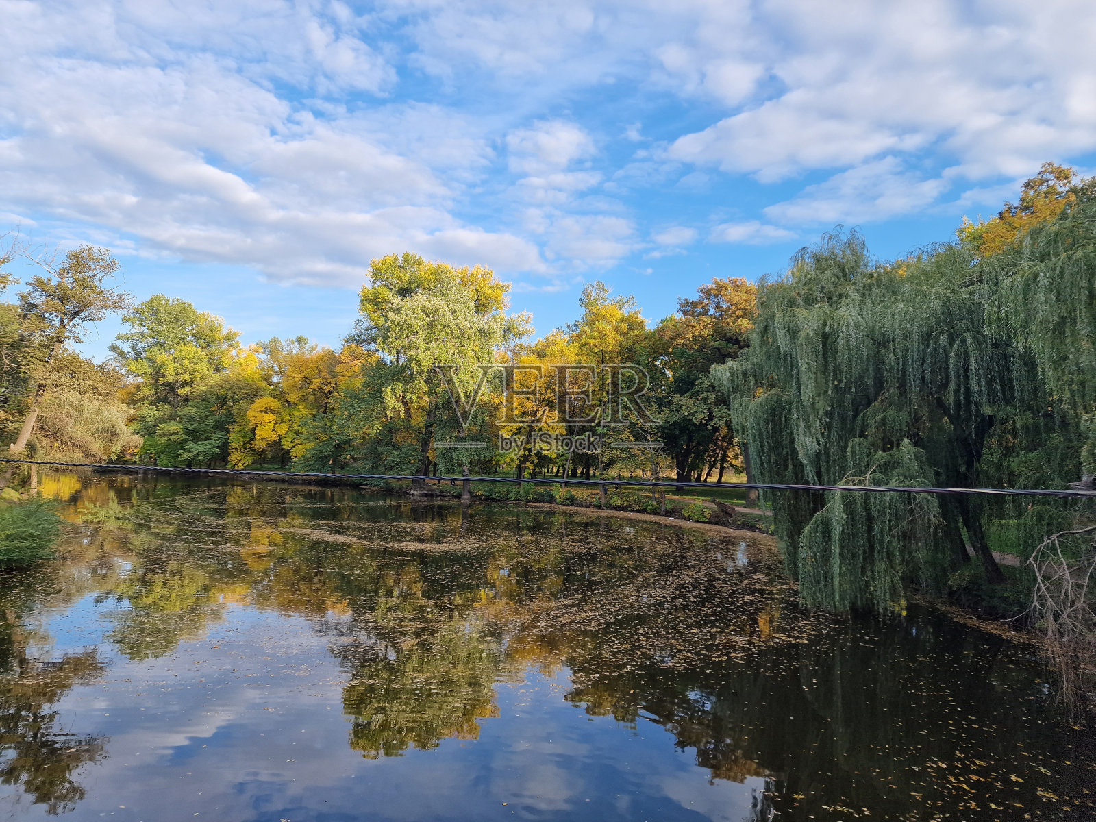 橡树生长在池塘边的娱乐公园里照片摄影图片