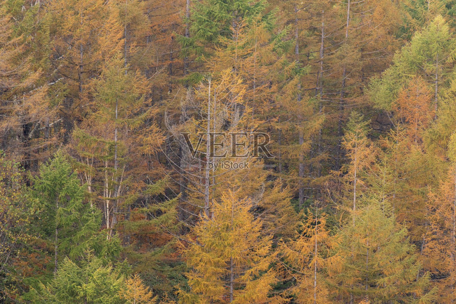日本落叶松的秋叶照片摄影图片