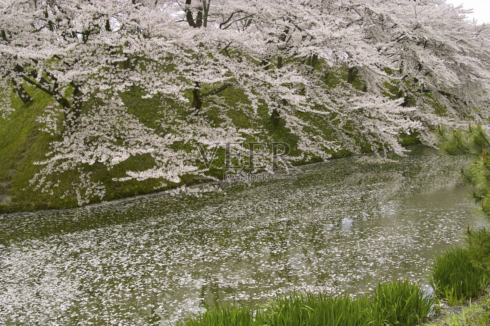 樱花照片摄影图片