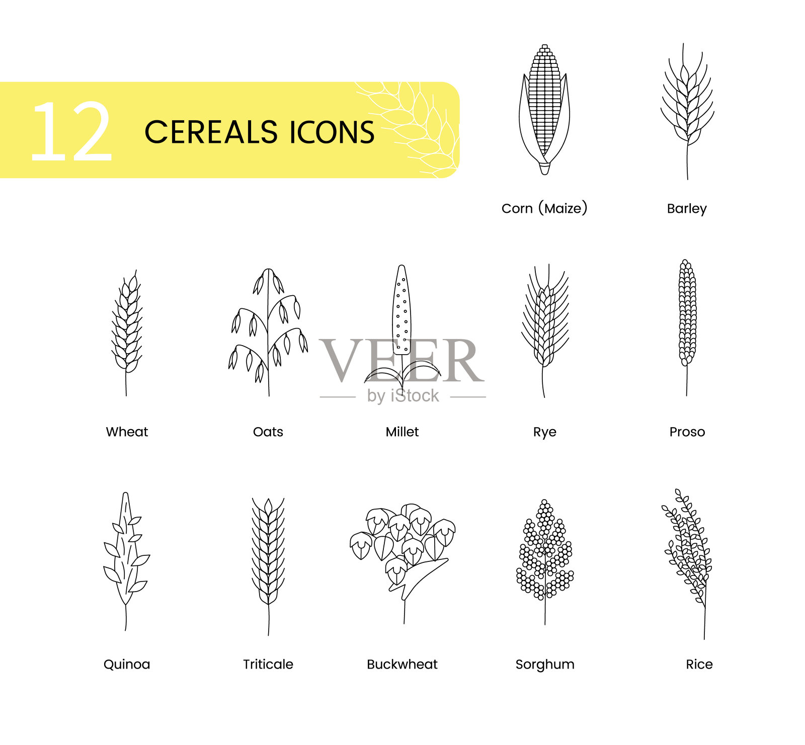 谷物植物的图标包括小麦、燕麦和大麦、黑麦和玉米、小黑麦和高粱、荞麦和藜麦、粗麦或小米、水稻。矢量线说明谷类植物。图标素材