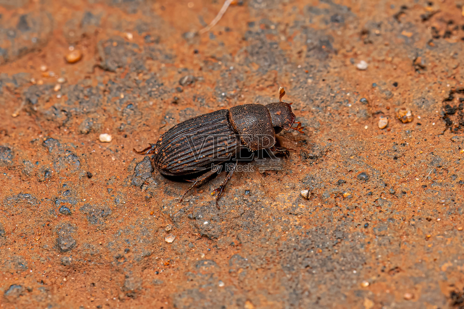 小屎壳郎成虫照片摄影图片