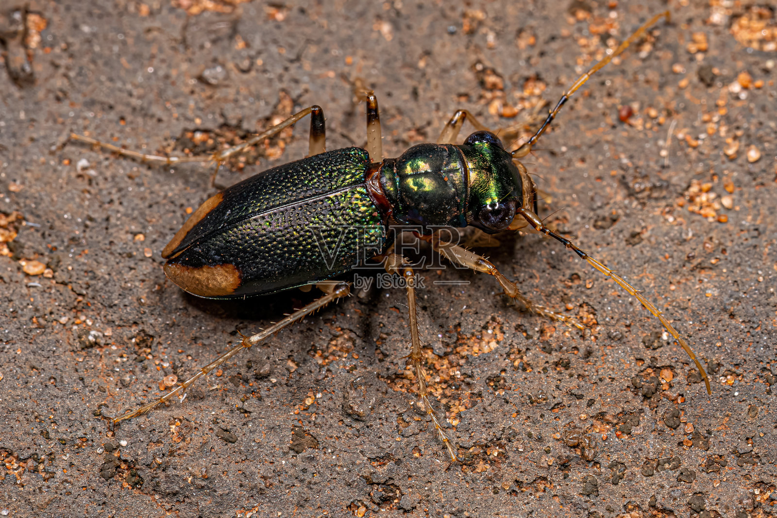 成虫金属虎甲虫照片摄影图片