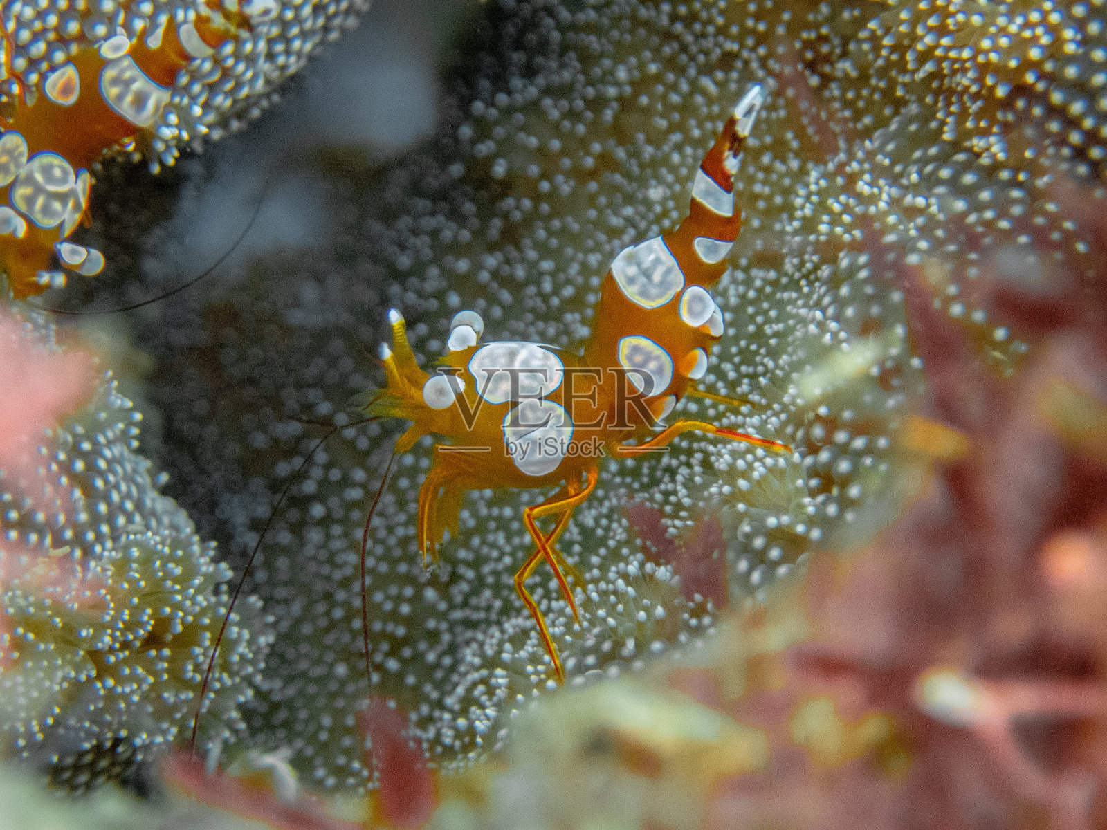 性感的虾照片摄影图片