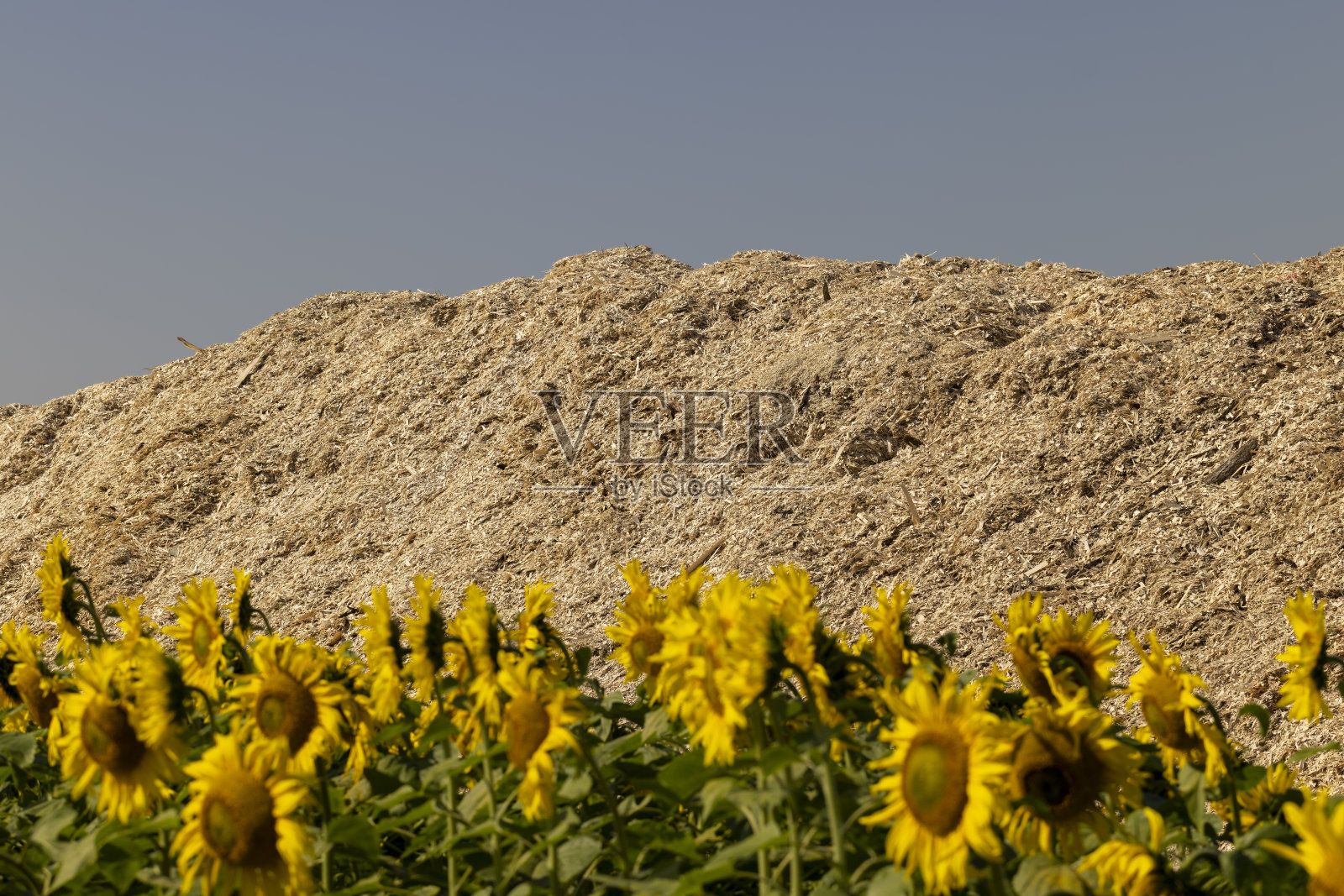 一家木工公司的一大堆木屑照片摄影图片
