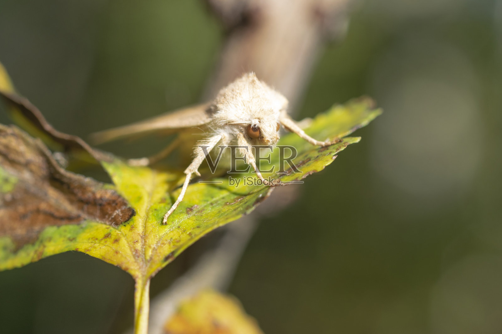cunea是一种美国白蝴蝶。一种危险的农业和水果作物杂食性害虫。绿色叶子上的美国白蝴蝶。Hyphantria cunea。照片摄影图片