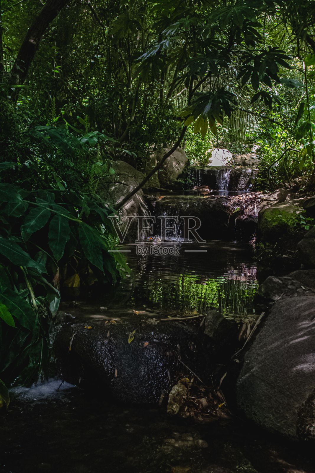 垂直拍摄的一条小河在绿色的森林中流动照片摄影图片