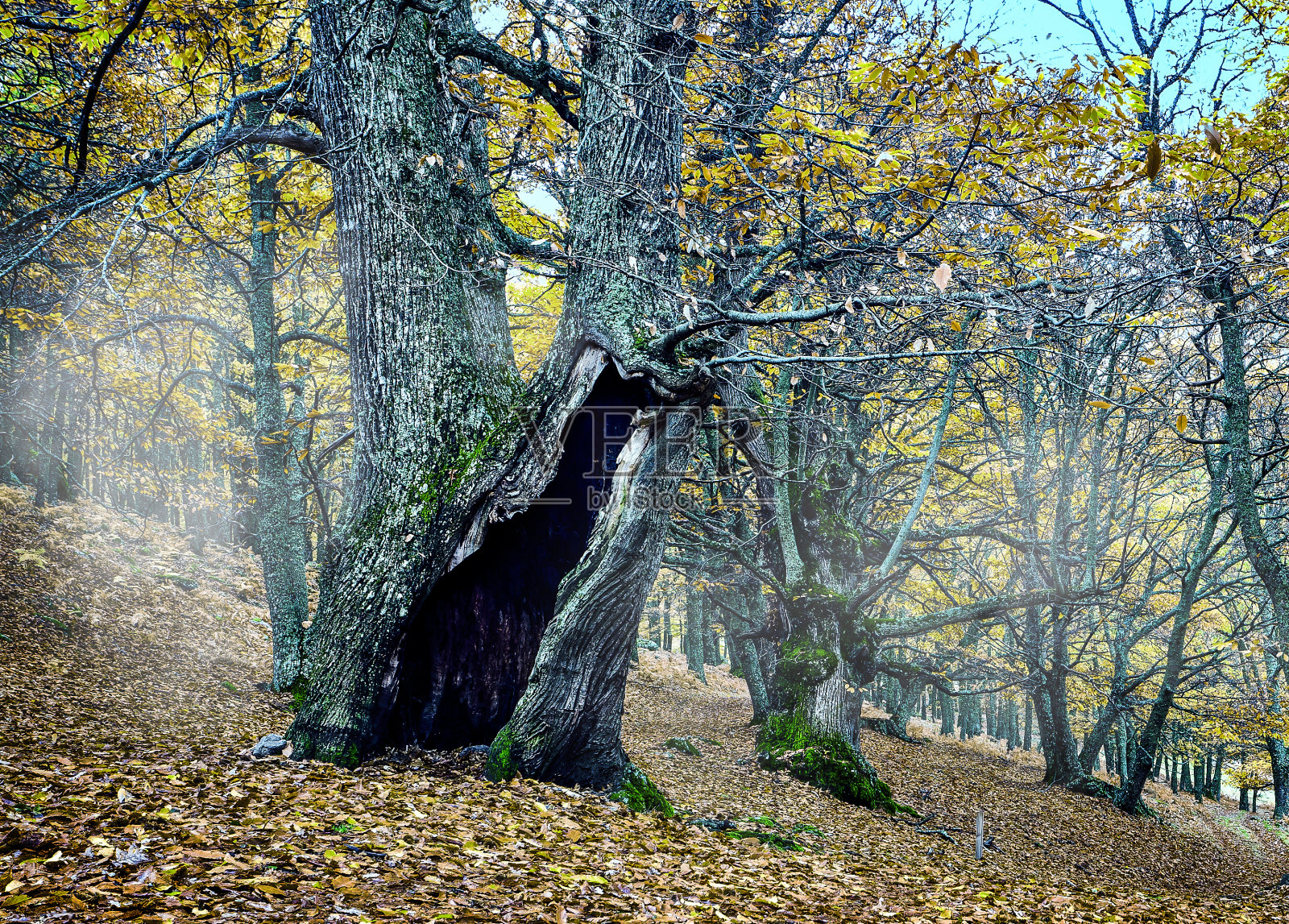 颤抖的响板照片摄影图片