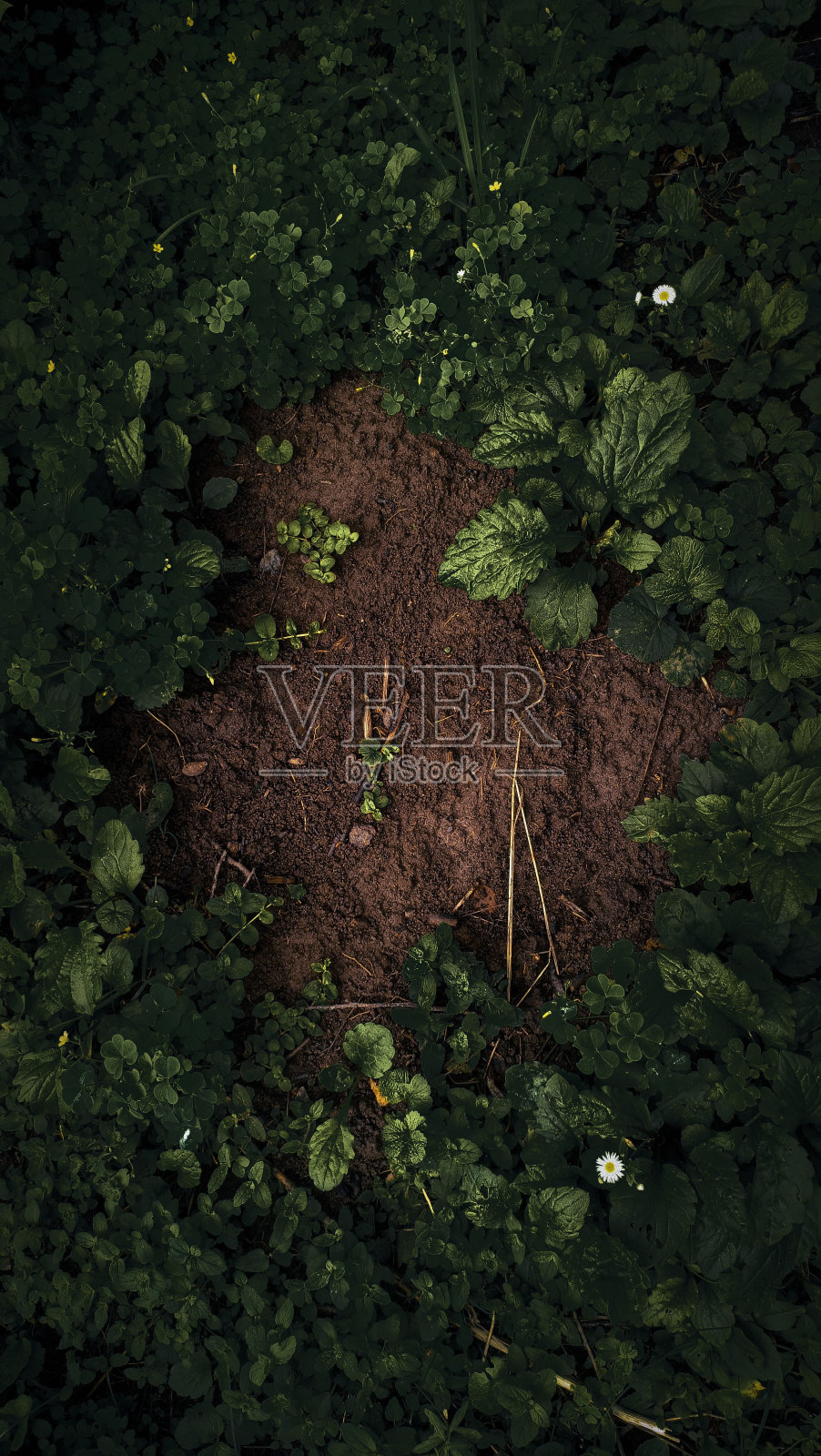 部分土壤被新鲜的绿叶包围照片摄影图片