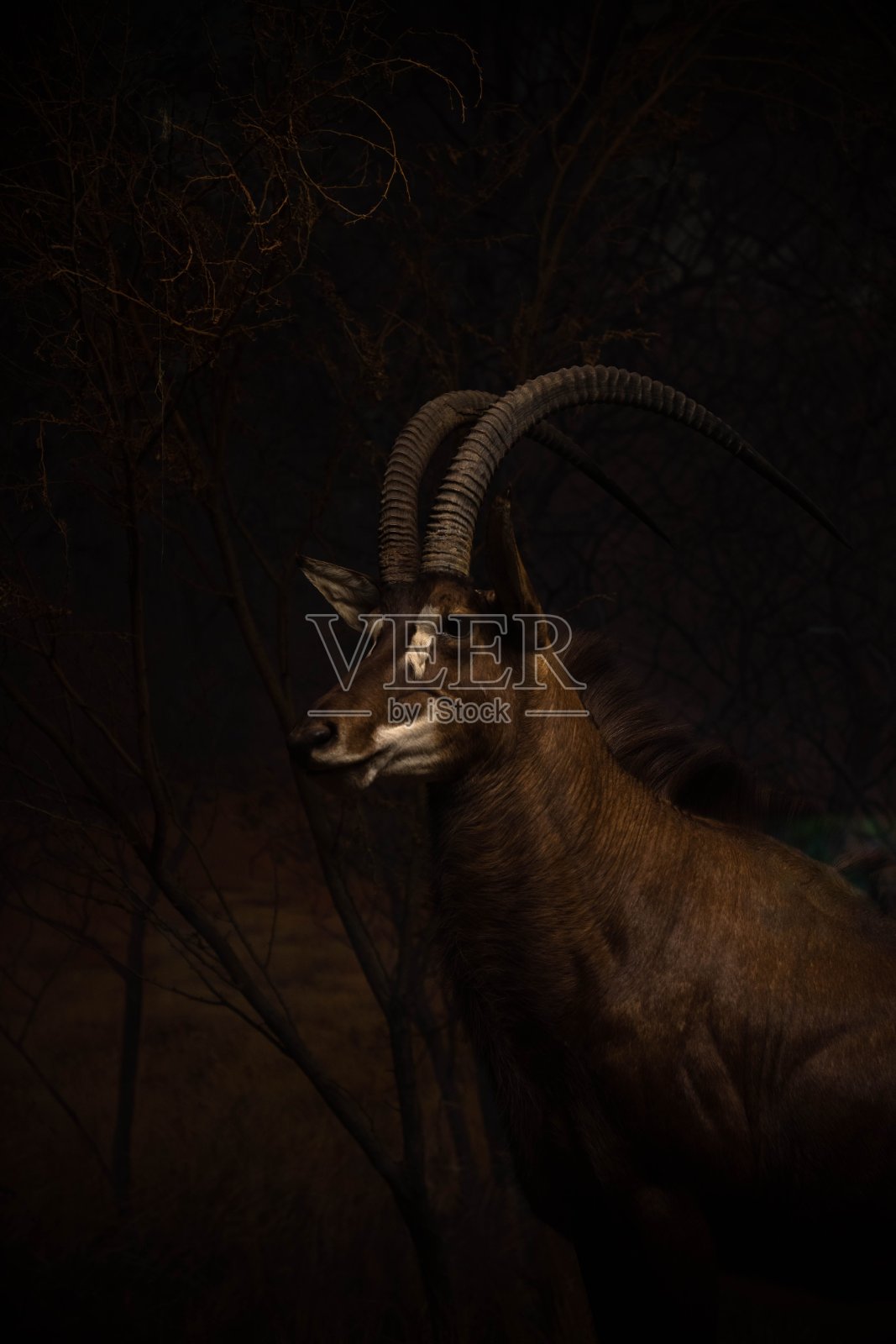 黑色背景下的黑貂羚羊的垂直镜头照片摄影图片