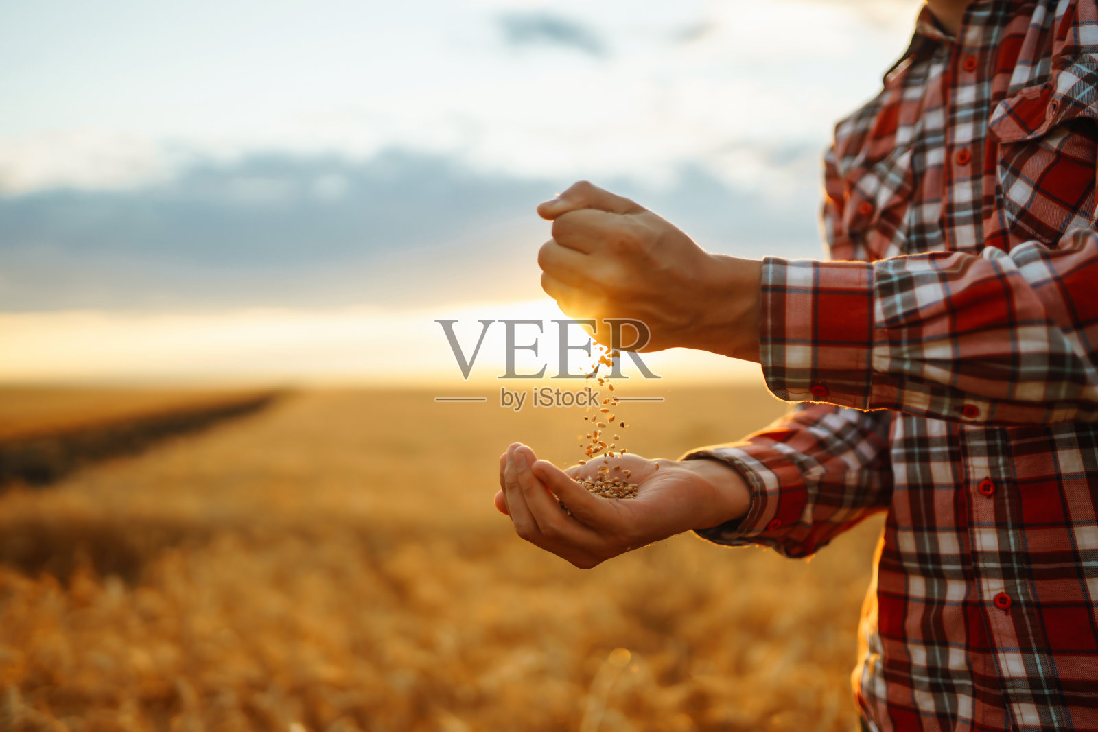 农民的手把粮食从一只手倒到另一只手。农业、园艺或生态学概念。照片摄影图片