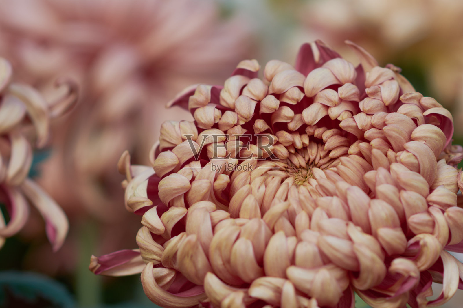 菊花羊藿。装饰组成粉红色的菊花,秋天的花束。秋天花园里的粉色菊花。照片摄影图片