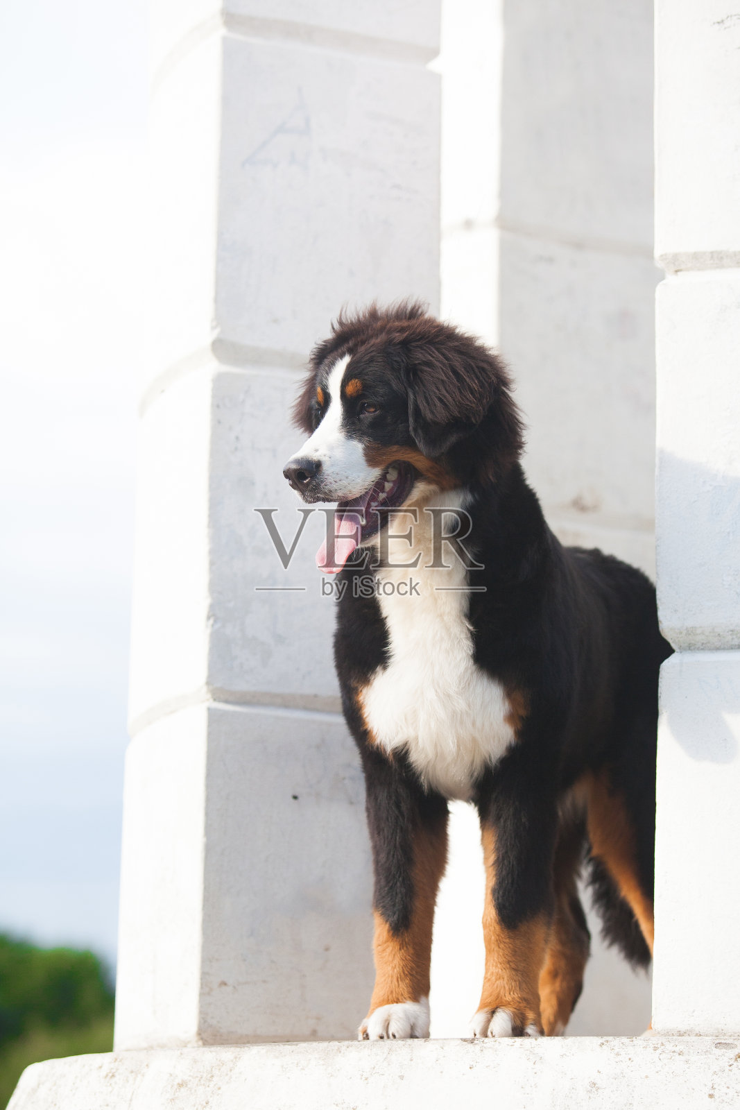 公园里的伯尔尼山犬照片摄影图片