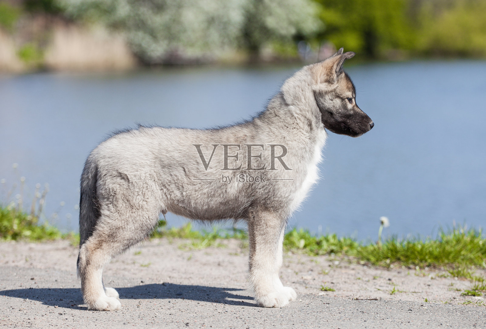 哈士奇在河边的桥上照片摄影图片