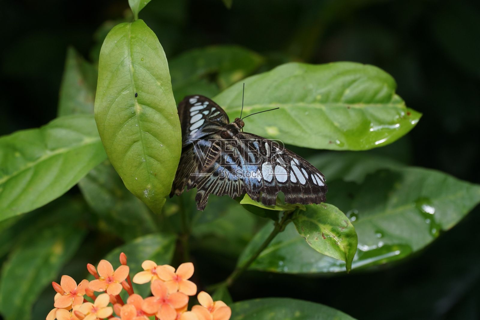 树叶上的帕特诺斯西尔维亚蝴蝶的特写镜头照片摄影图片