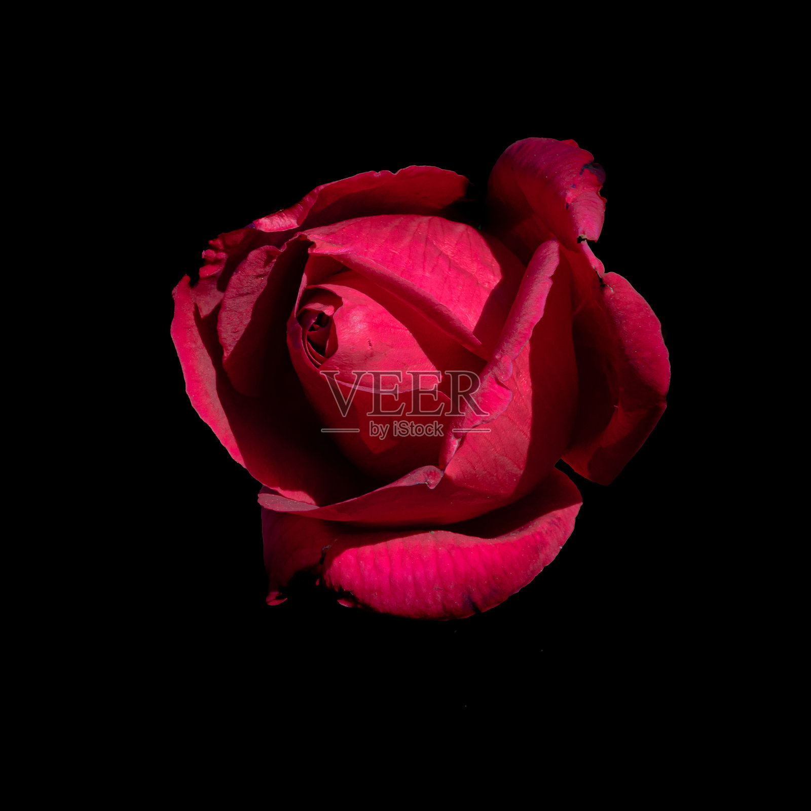 红玫瑰宏照片摄影图片