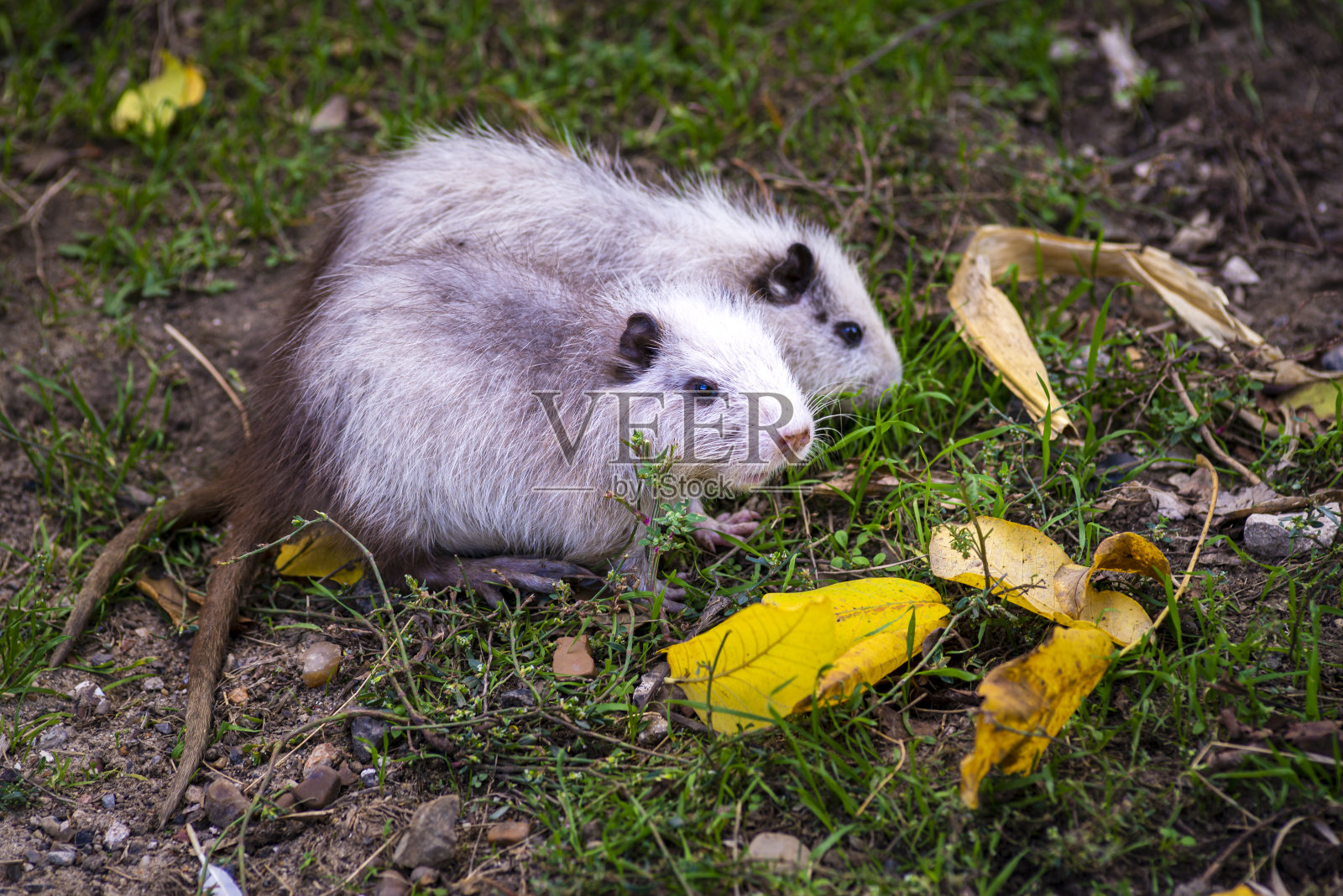 二幼营养狸鼠白灰鼠麝鼠干绿草秋摩尔多瓦野常春藤。照片摄影图片