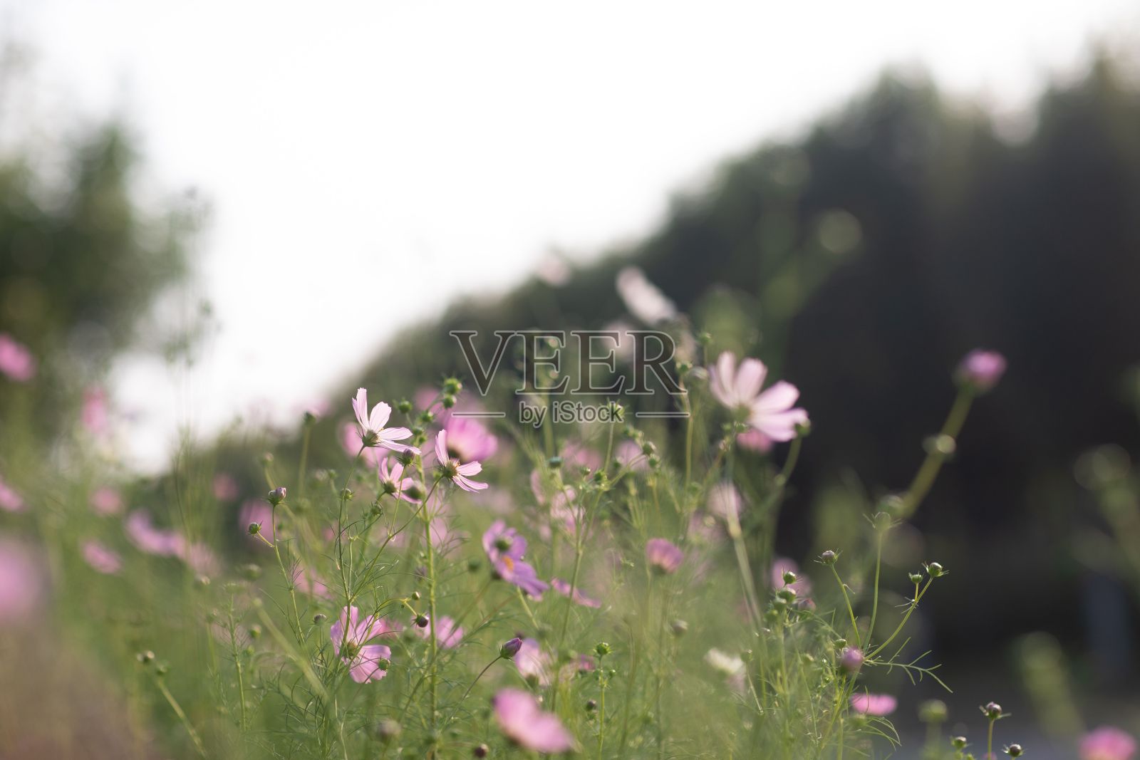 选择拍摄美丽的宇宙花盛开在一个花园照片摄影图片