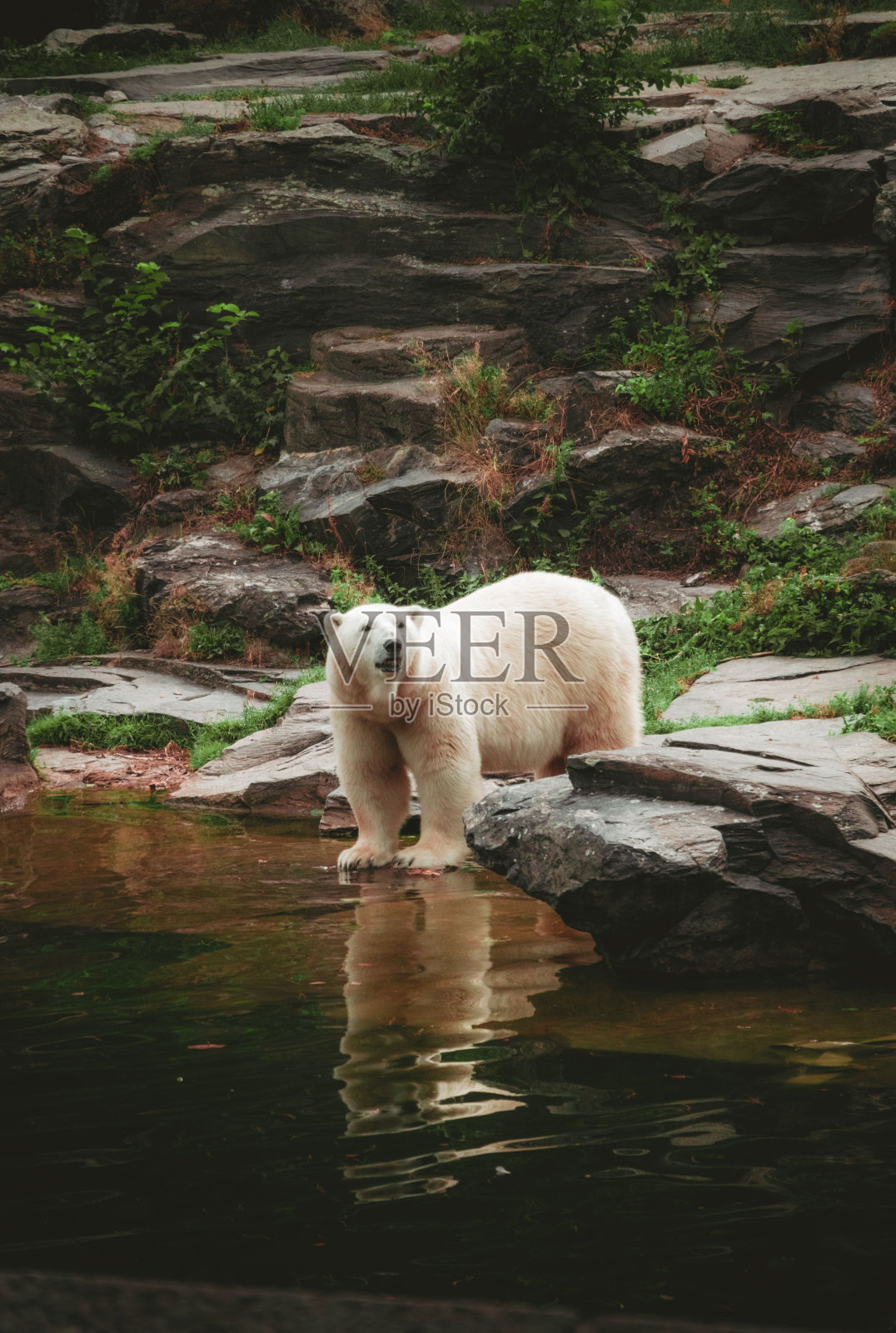 一头克莫德熊在湖边的垂直拍摄,背景是一堵岩壁照片摄影图片
