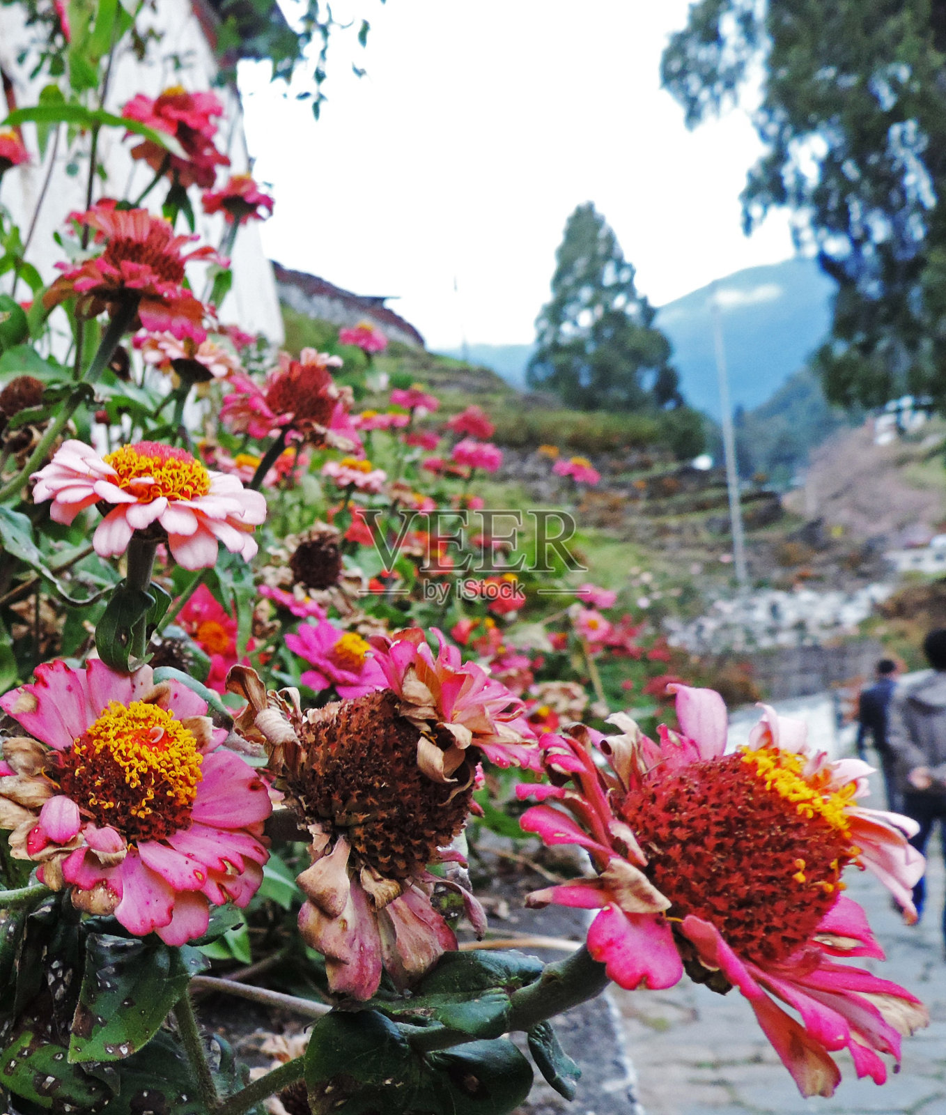 花园里美丽的百日菊花的特写照片摄影图片