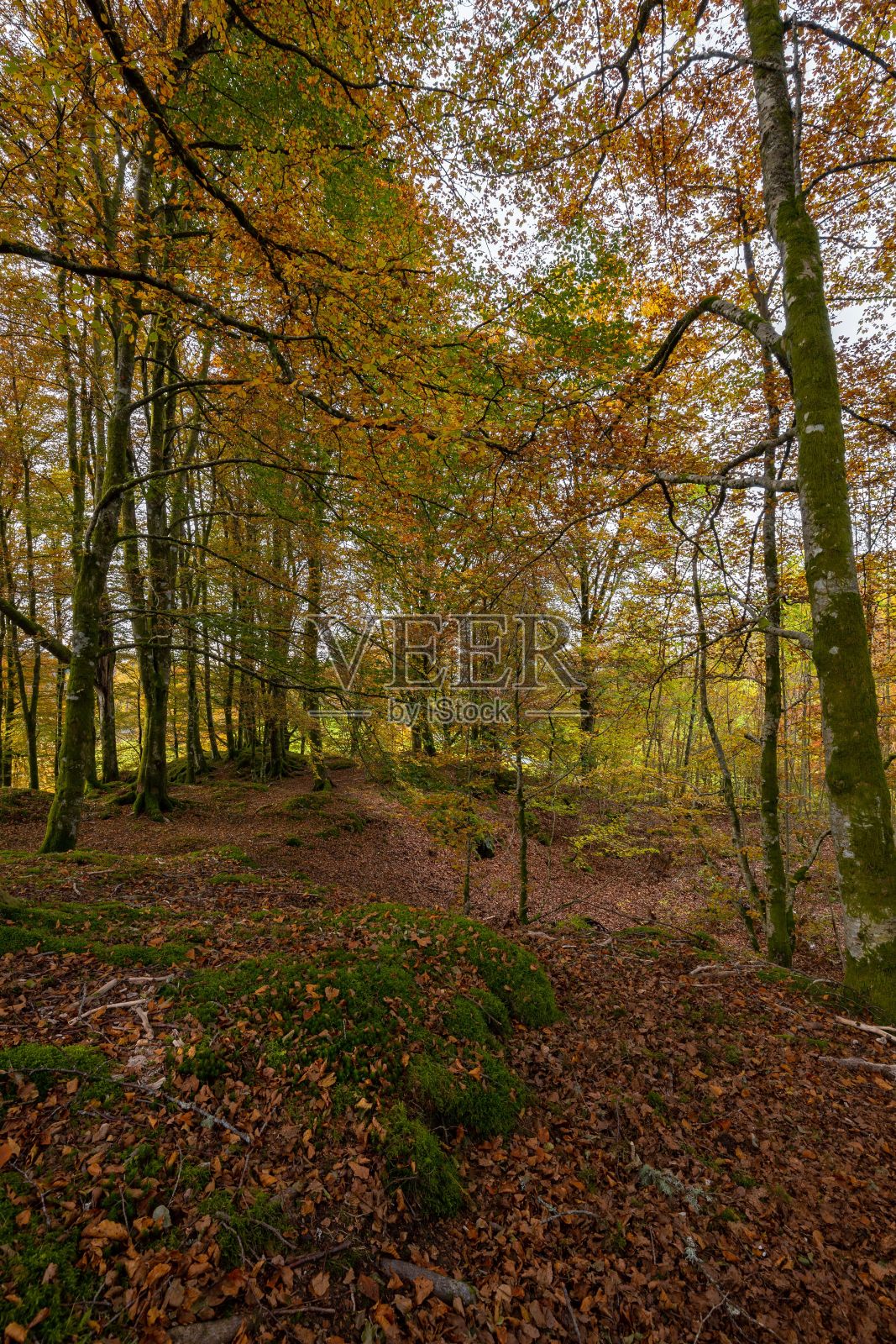 秋天的森林照片摄影图片