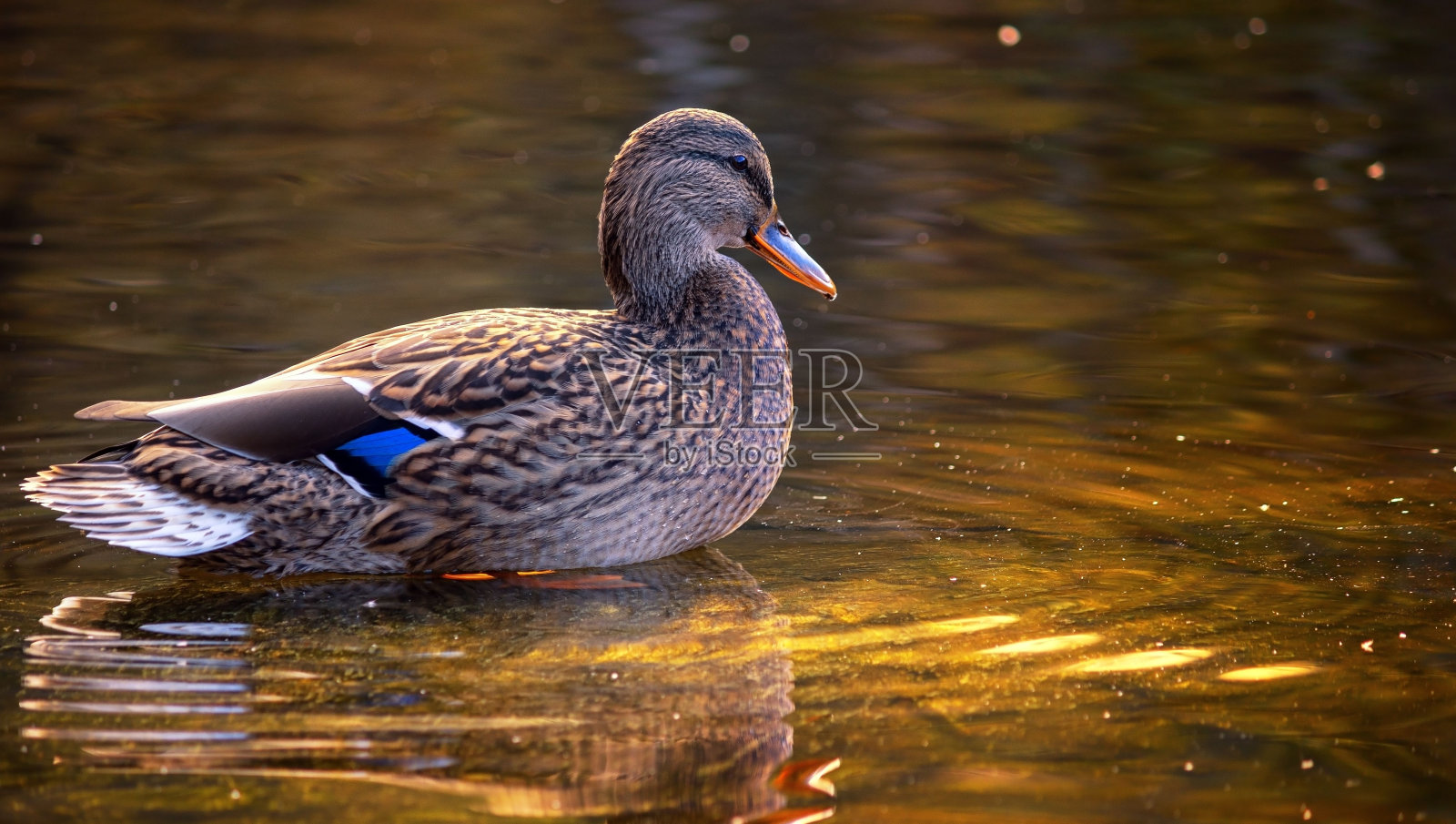 池塘里一只美丽的鸭子的特写镜头照片摄影图片