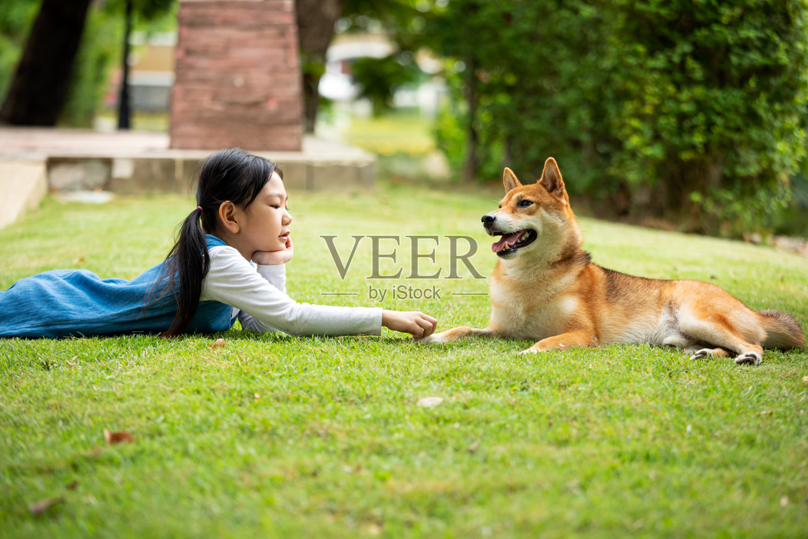 年轻漂亮的亚洲女孩躺在公园的草地上触摸棕色柴犬的腿照片摄影图片