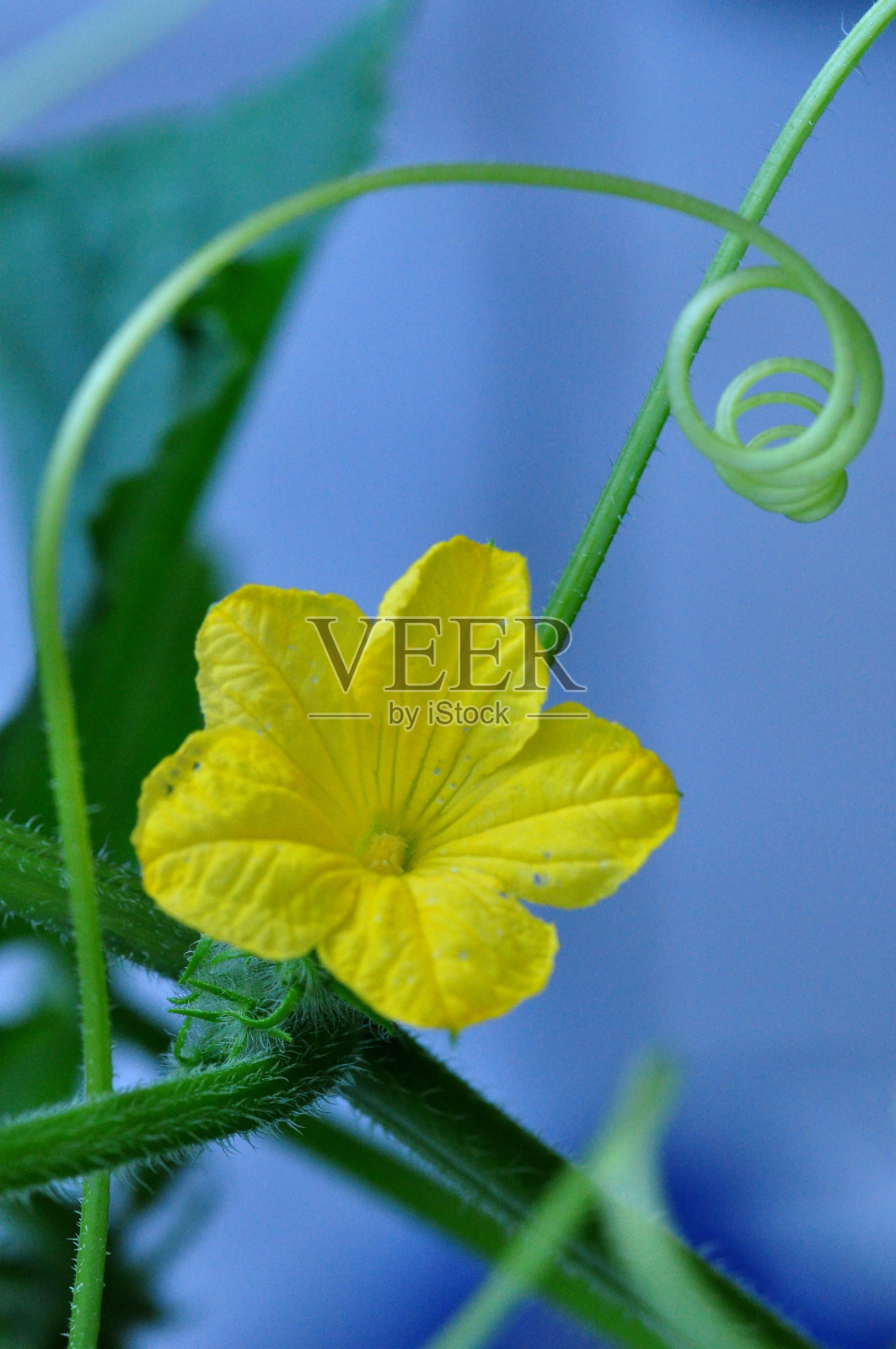 黄瓜花照片摄影图片