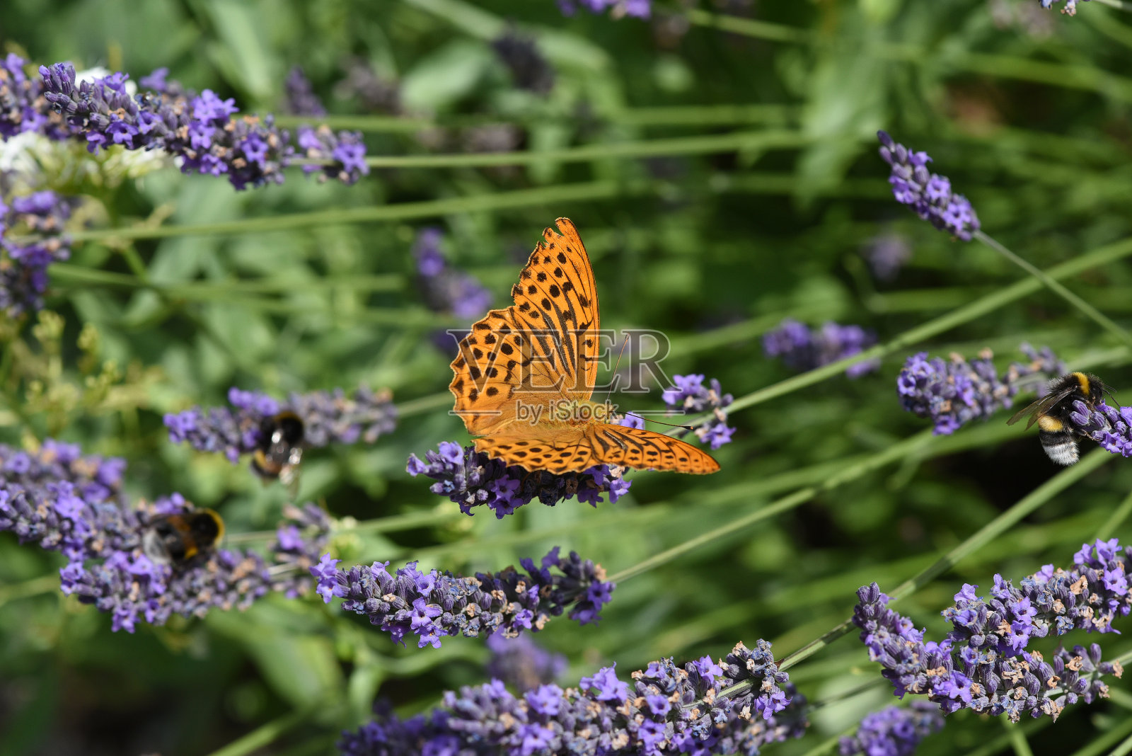 凯撒曼特尔, 阿吉尼斯·帕菲亚, 施梅特林照片摄影图片