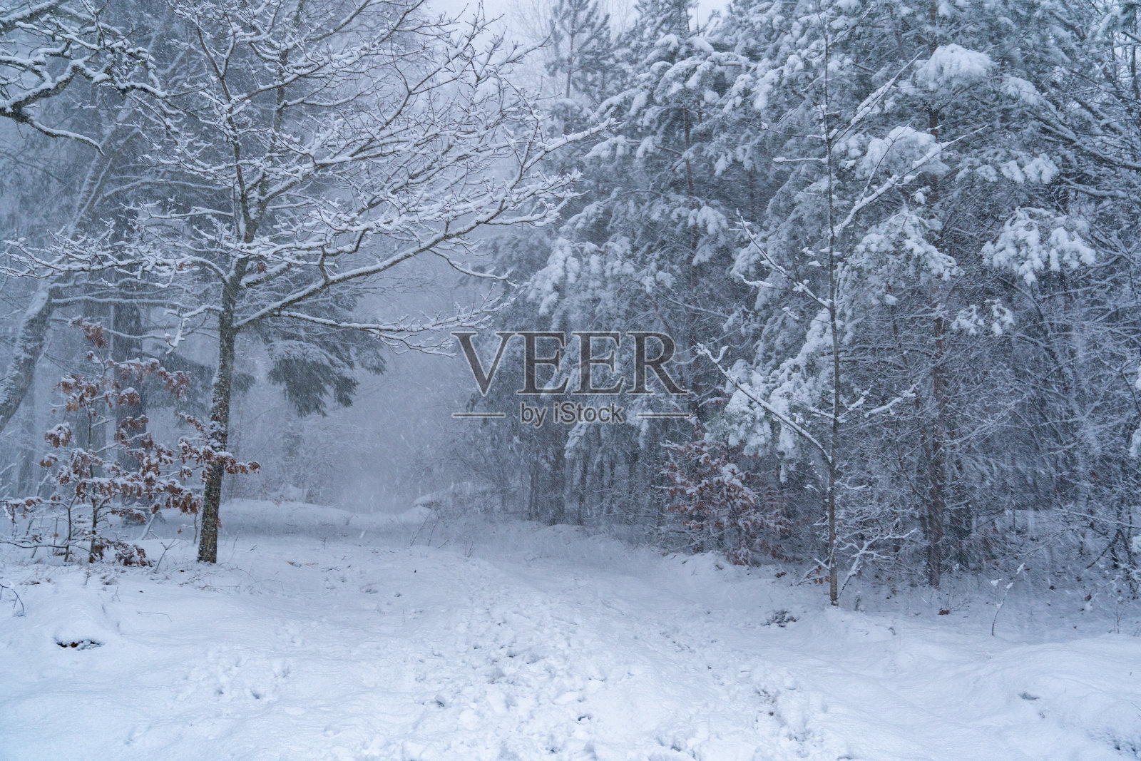 冬松林被大雪覆盖。照片摄影图片